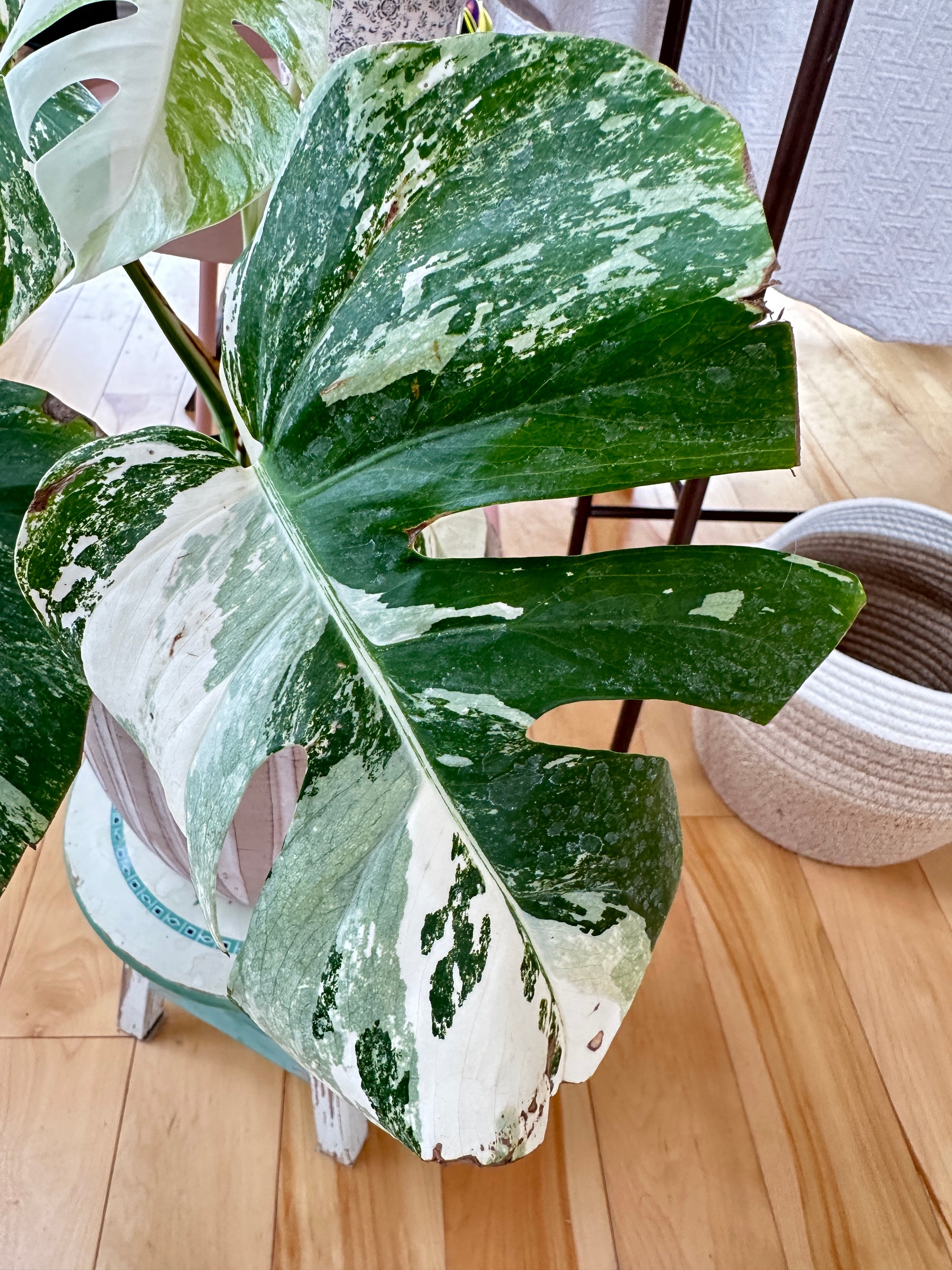 Monstera Albo