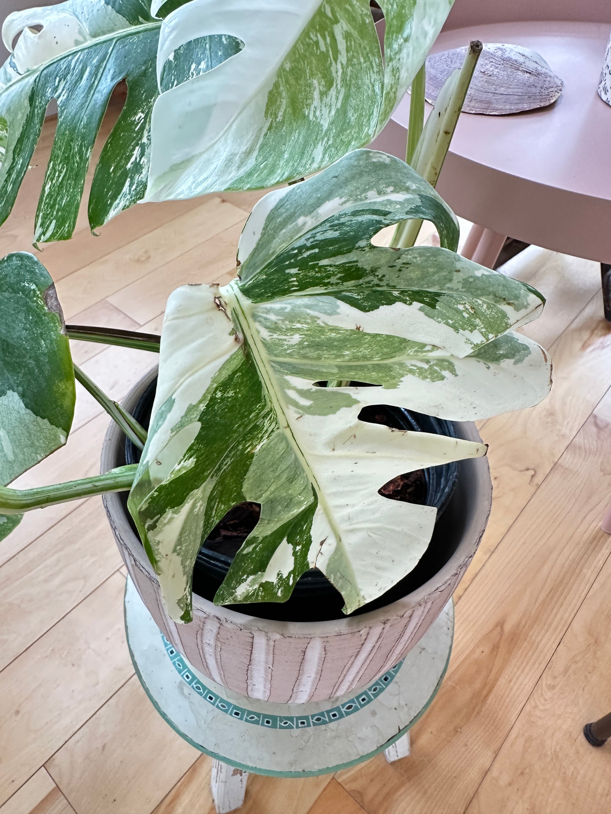 Monstera Albo