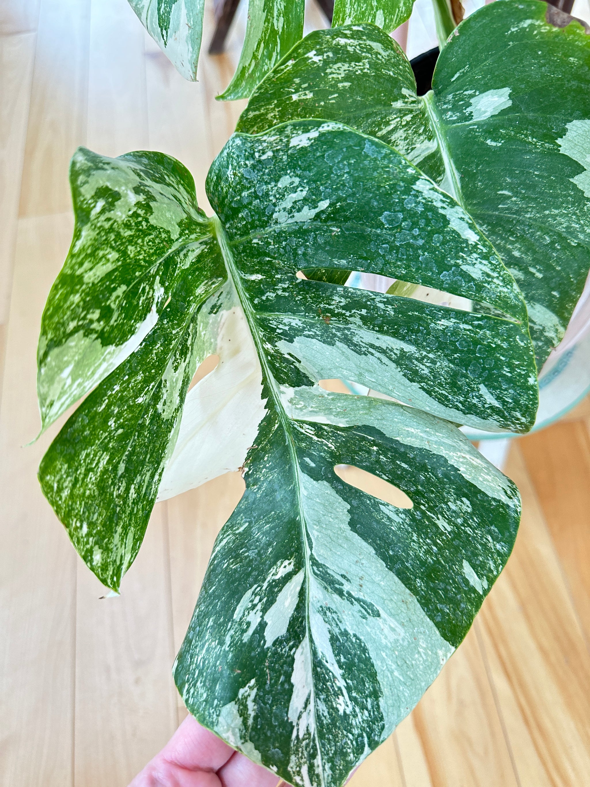 Monstera Albo