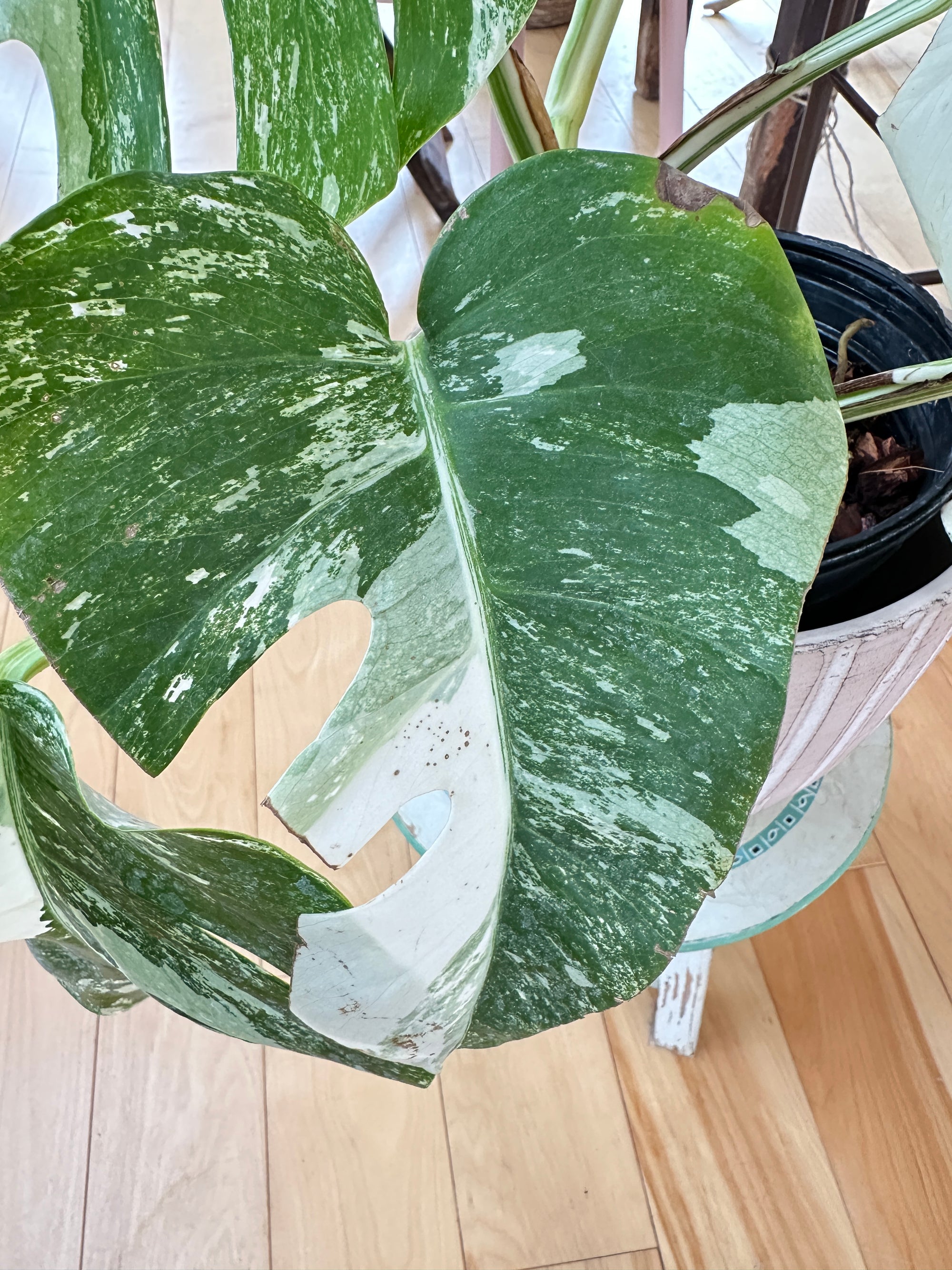 Monstera Albo