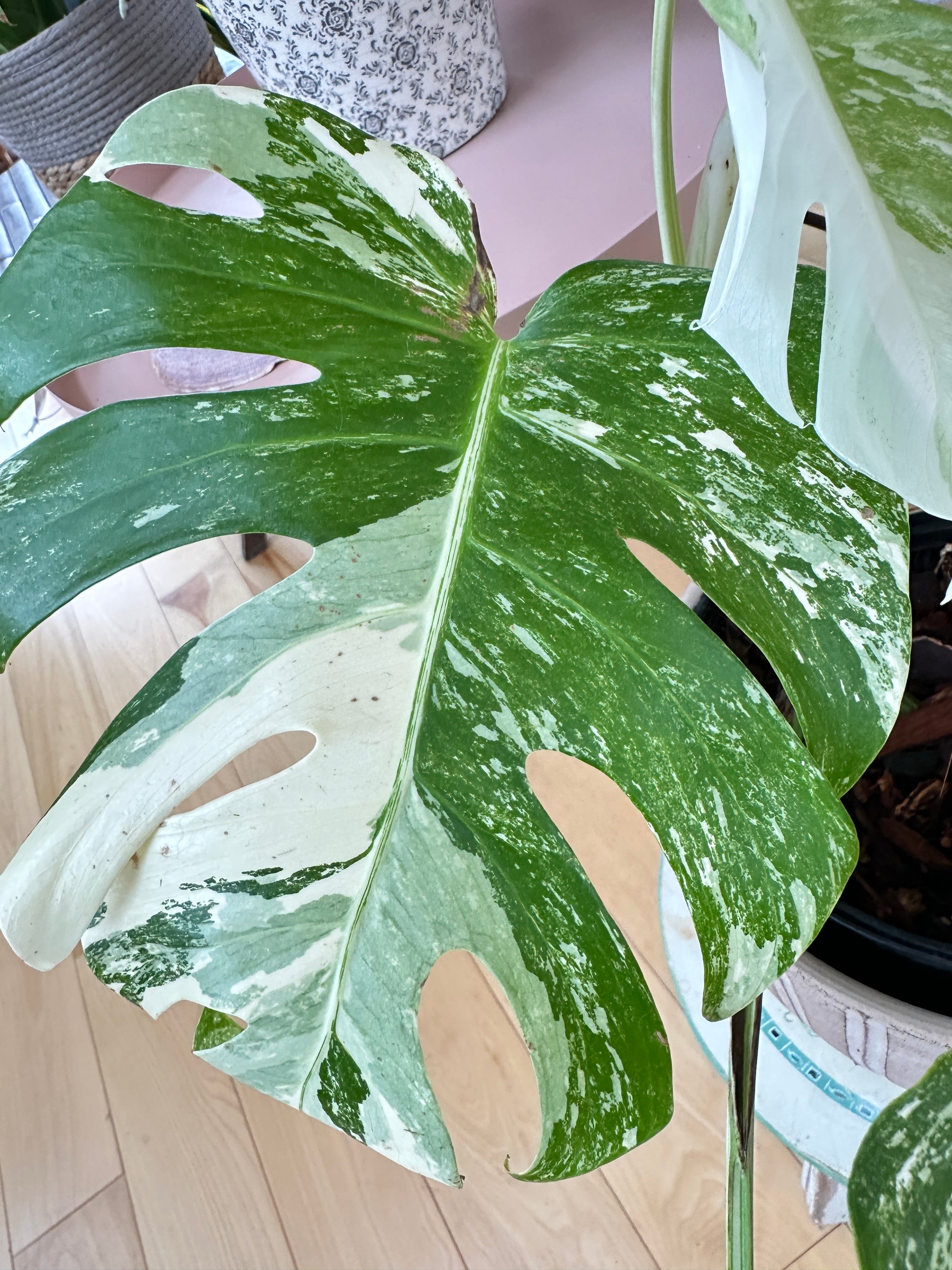 Monstera Albo