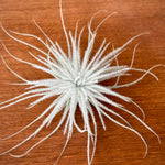 Tillandsia Tectorum