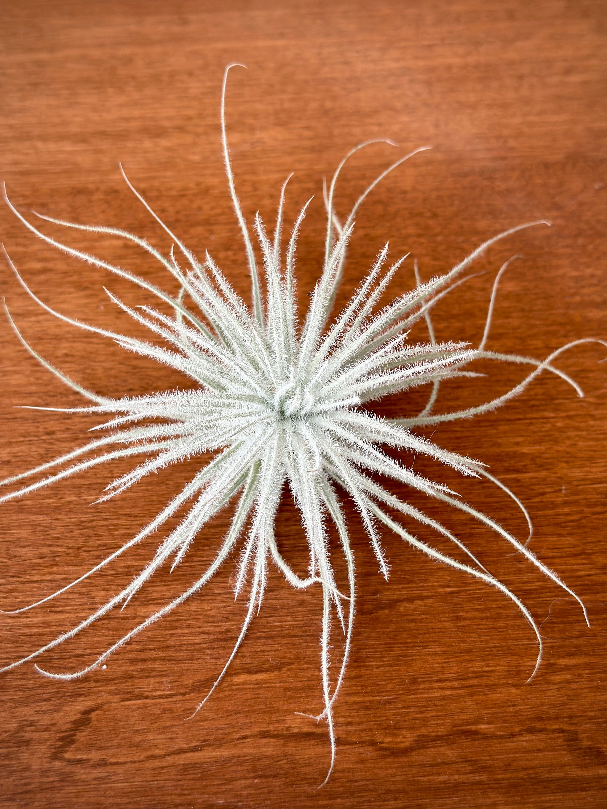 Tillandsia Tectorum