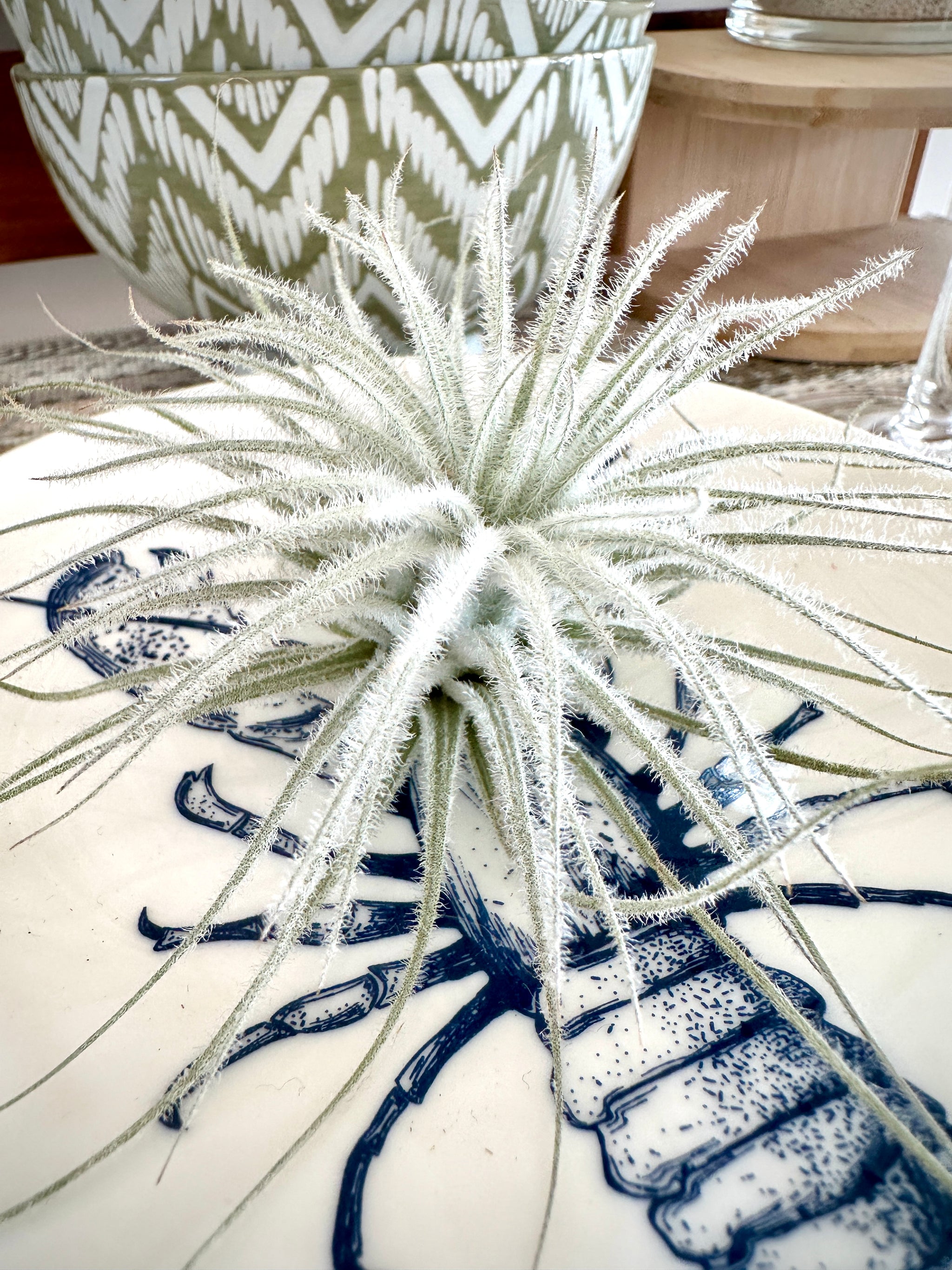 Tillandsia Tectorum