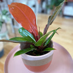 Philodendron Prince of Orange