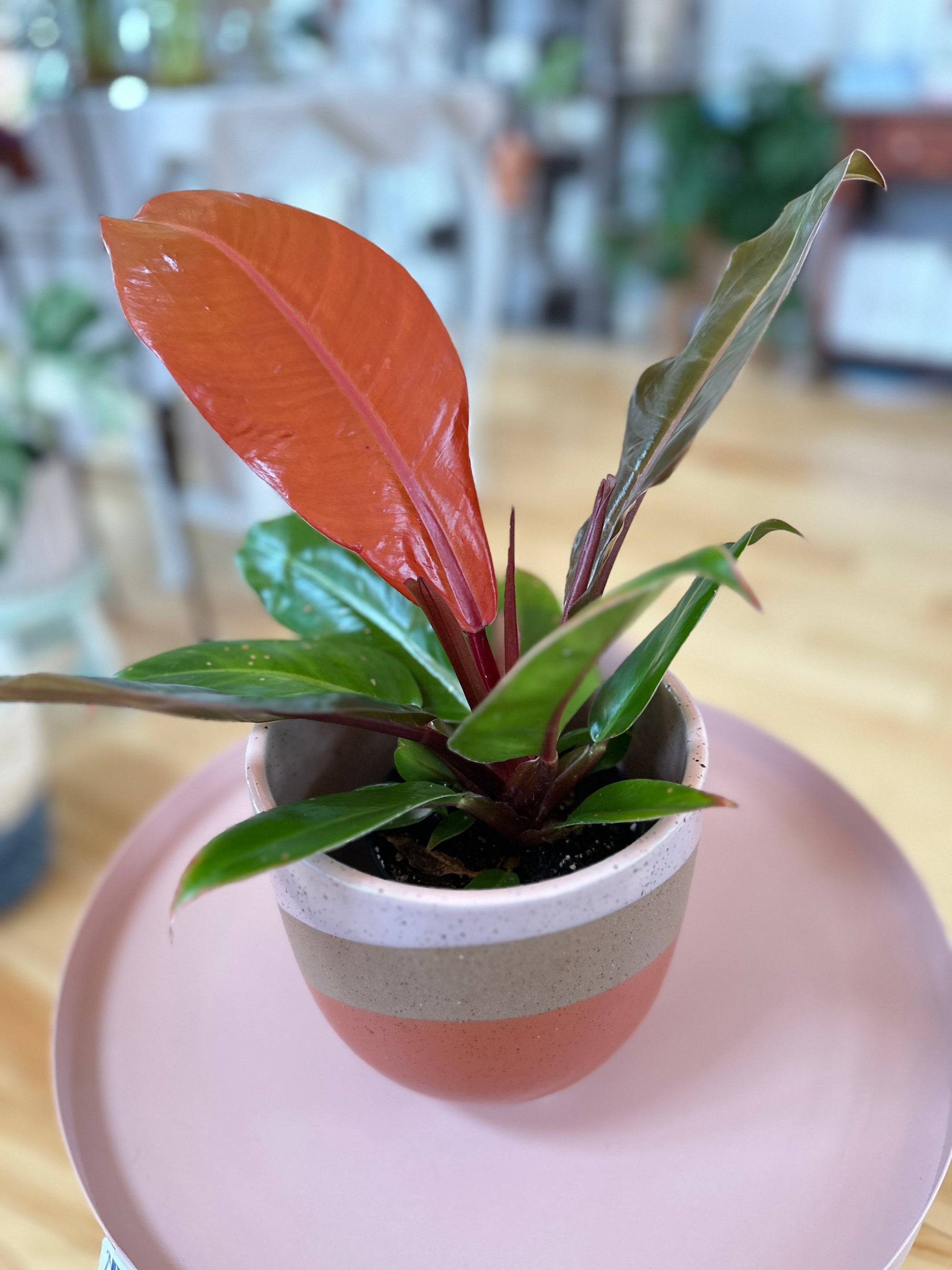 Philodendron Prince of Orange