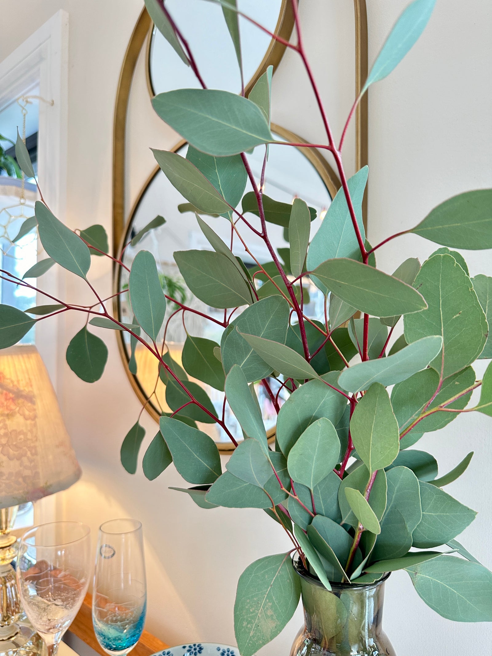 Bouquet Eucalyptus Silver Dollar (Frais coupé)