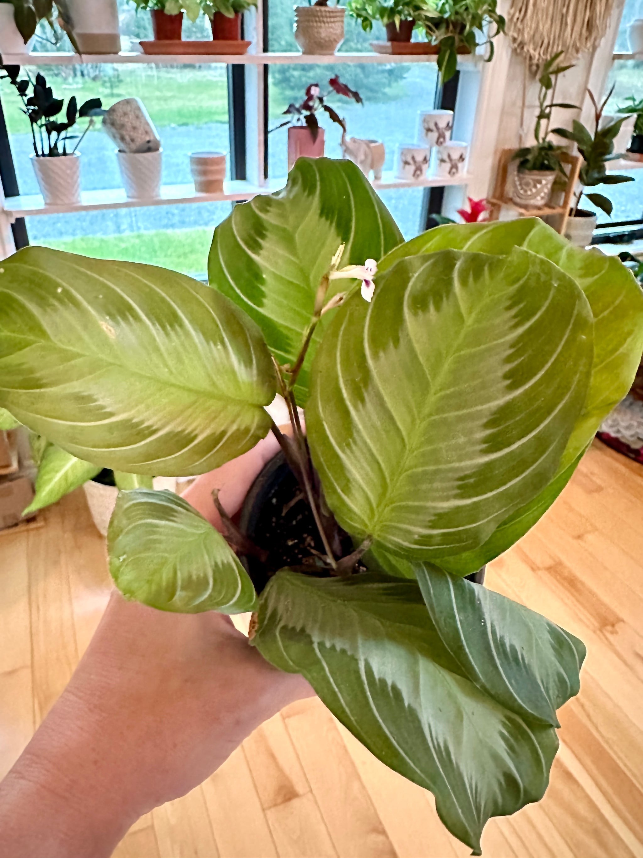 Maranta Leuconeura 'Silver Band'