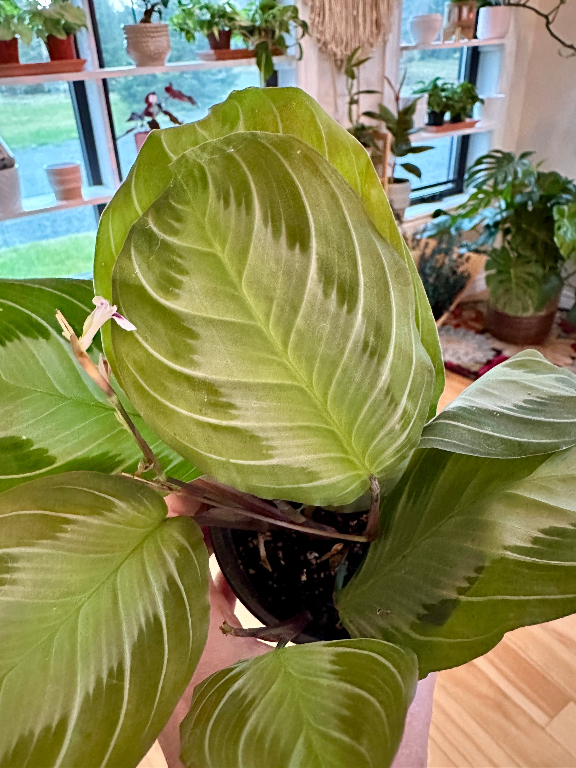 Maranta Leuconeura 'Silver Band'