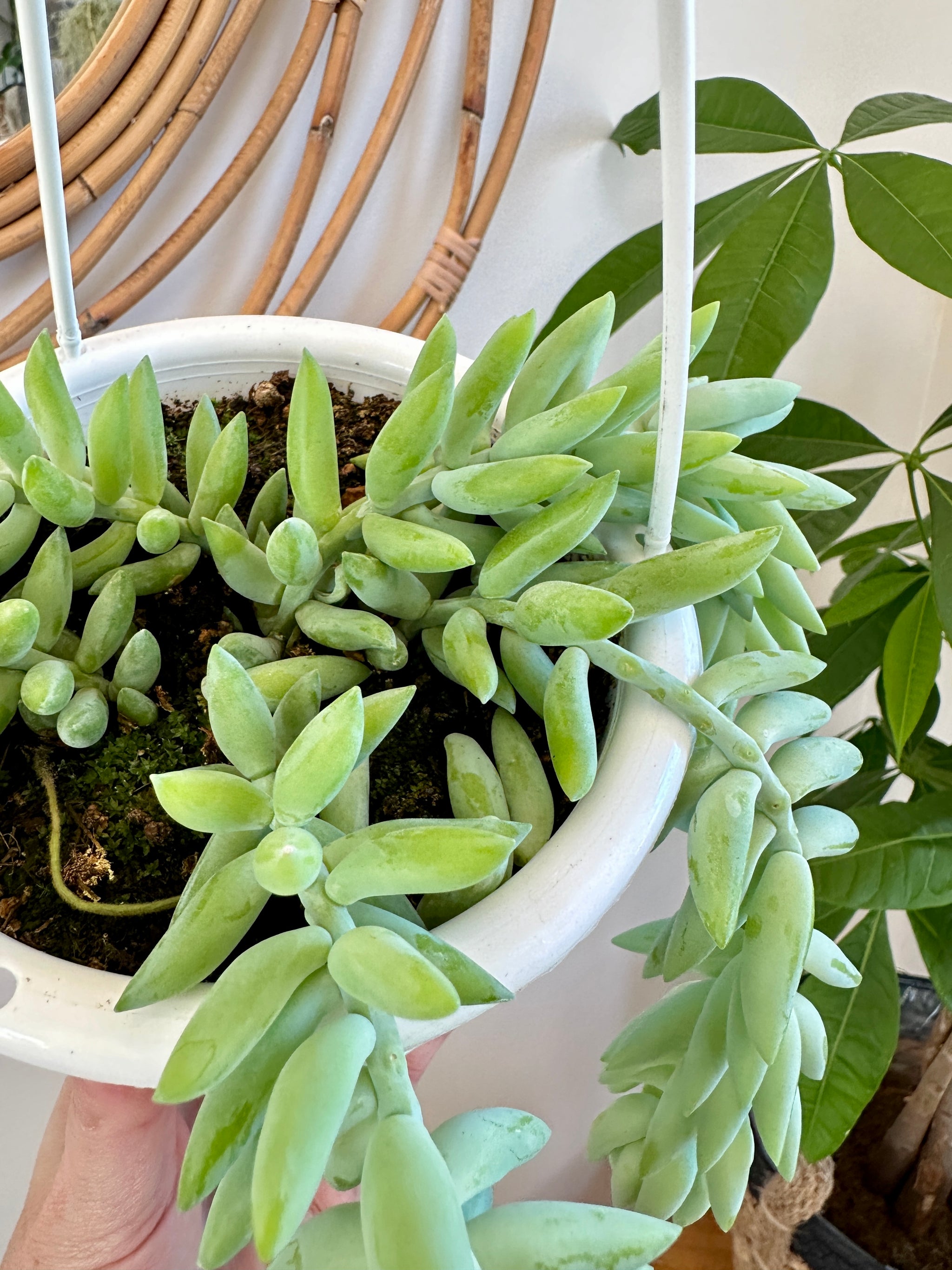 Sedum Morganianum