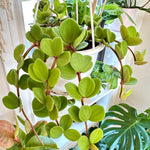 Peperomia Hope