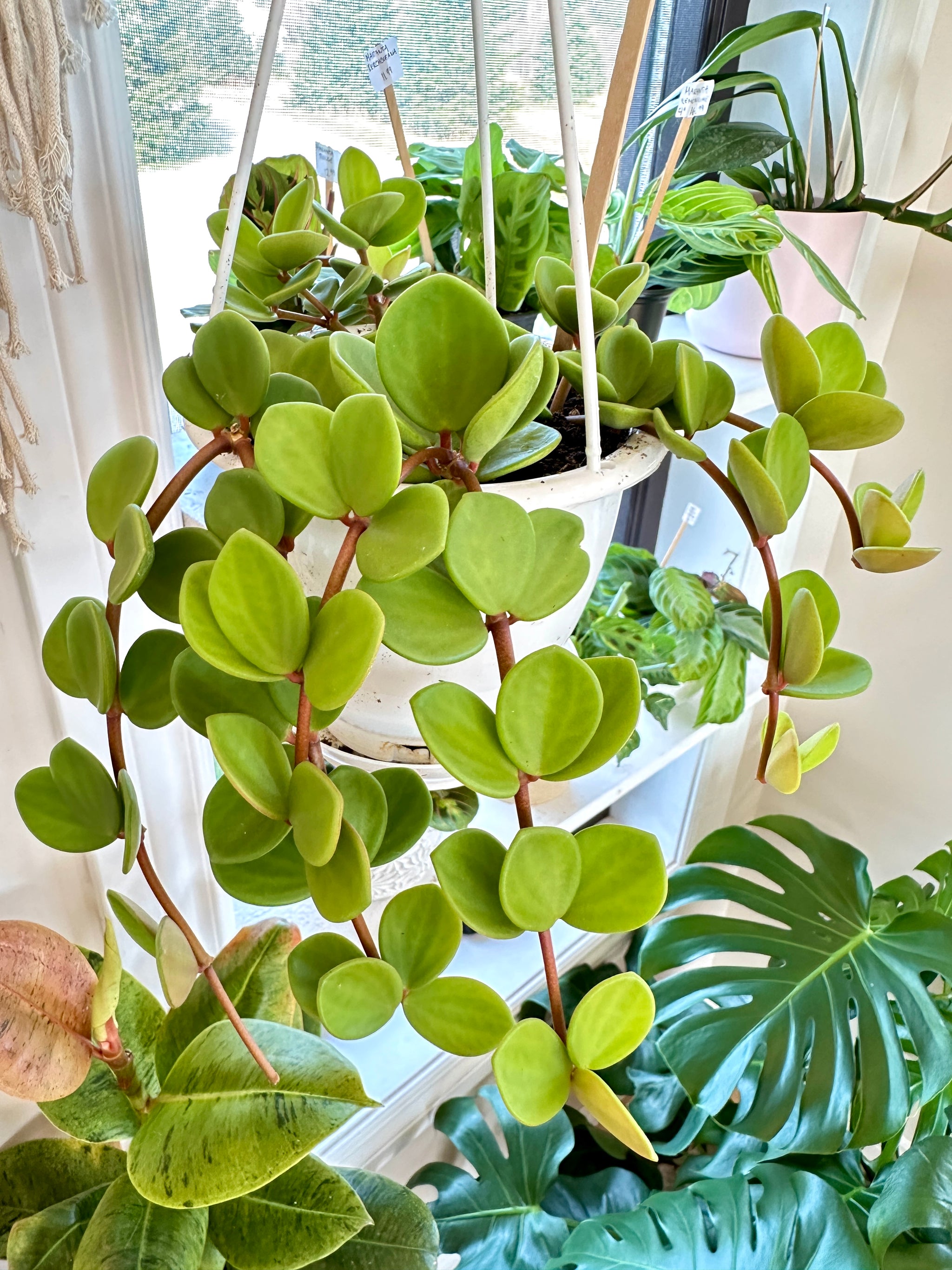 Peperomia Hope