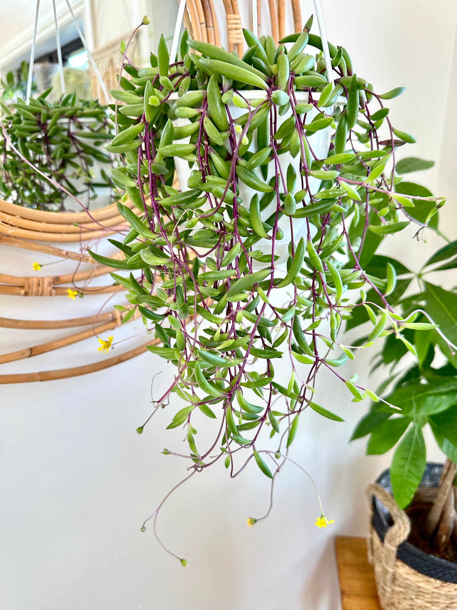 Senecio Othonna capensis