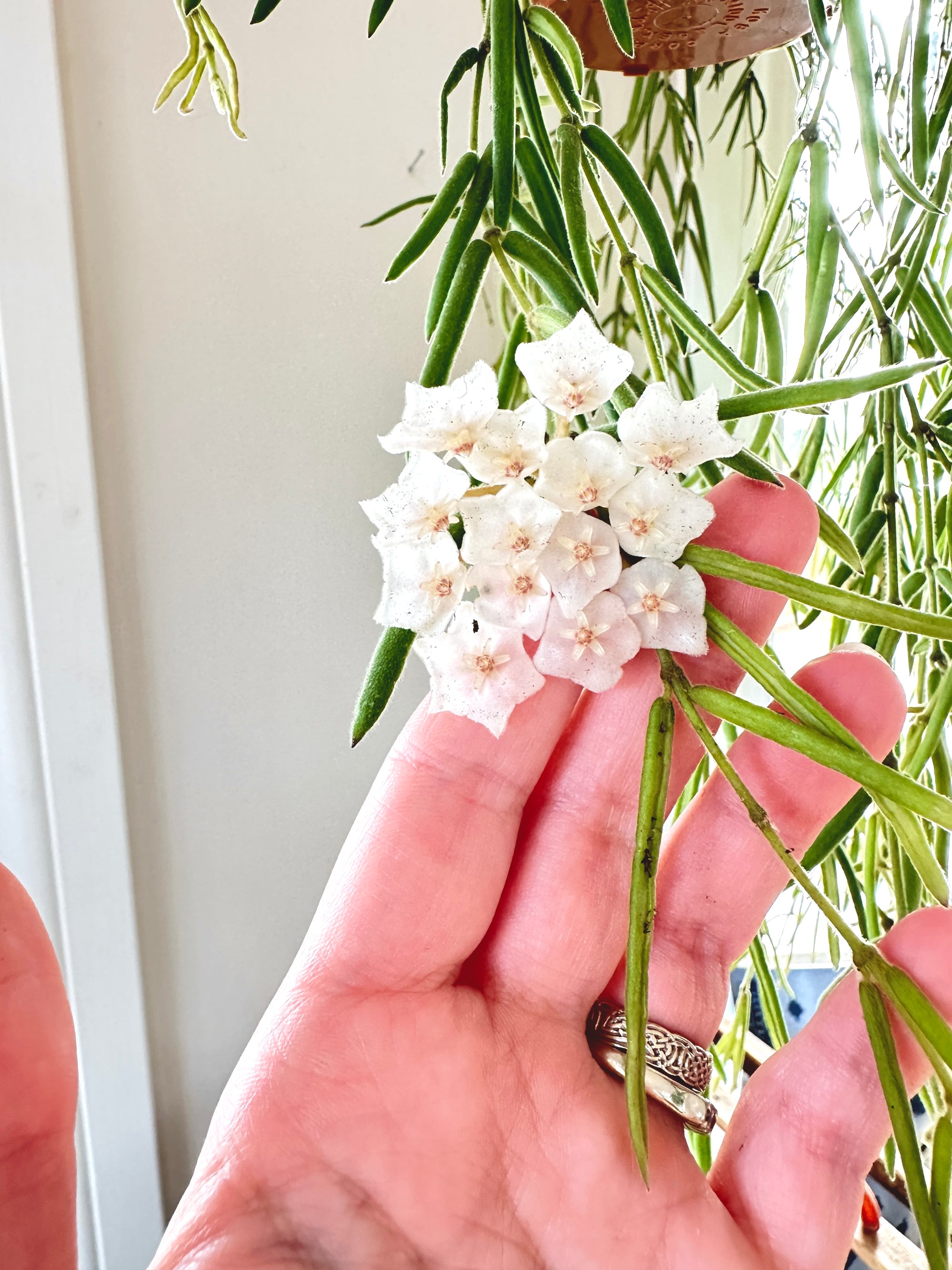 Hoya Linearis