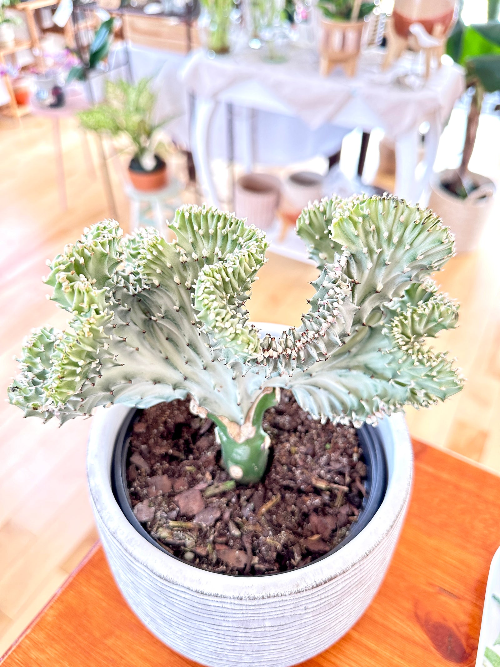 Euphorbia lactea 'Cristata' (Grafted)