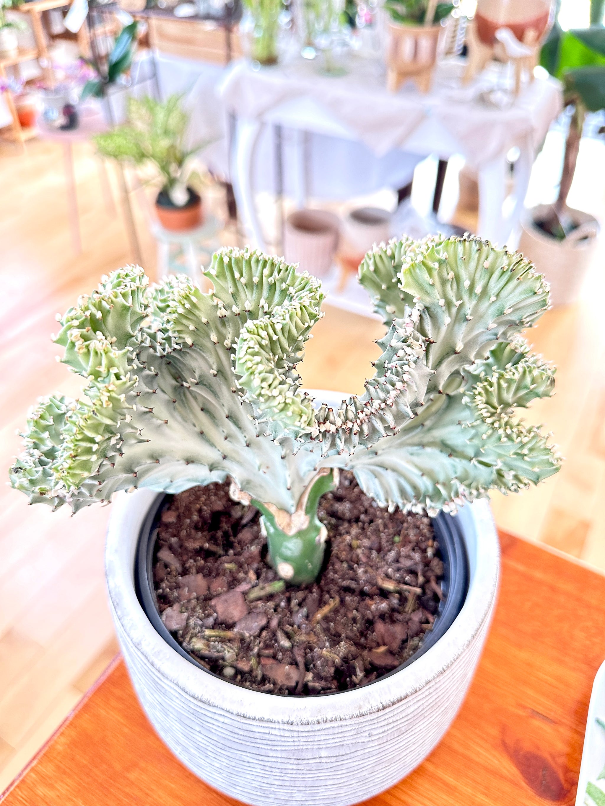 Euphorbia lactea 'Cristata' (Greffé)