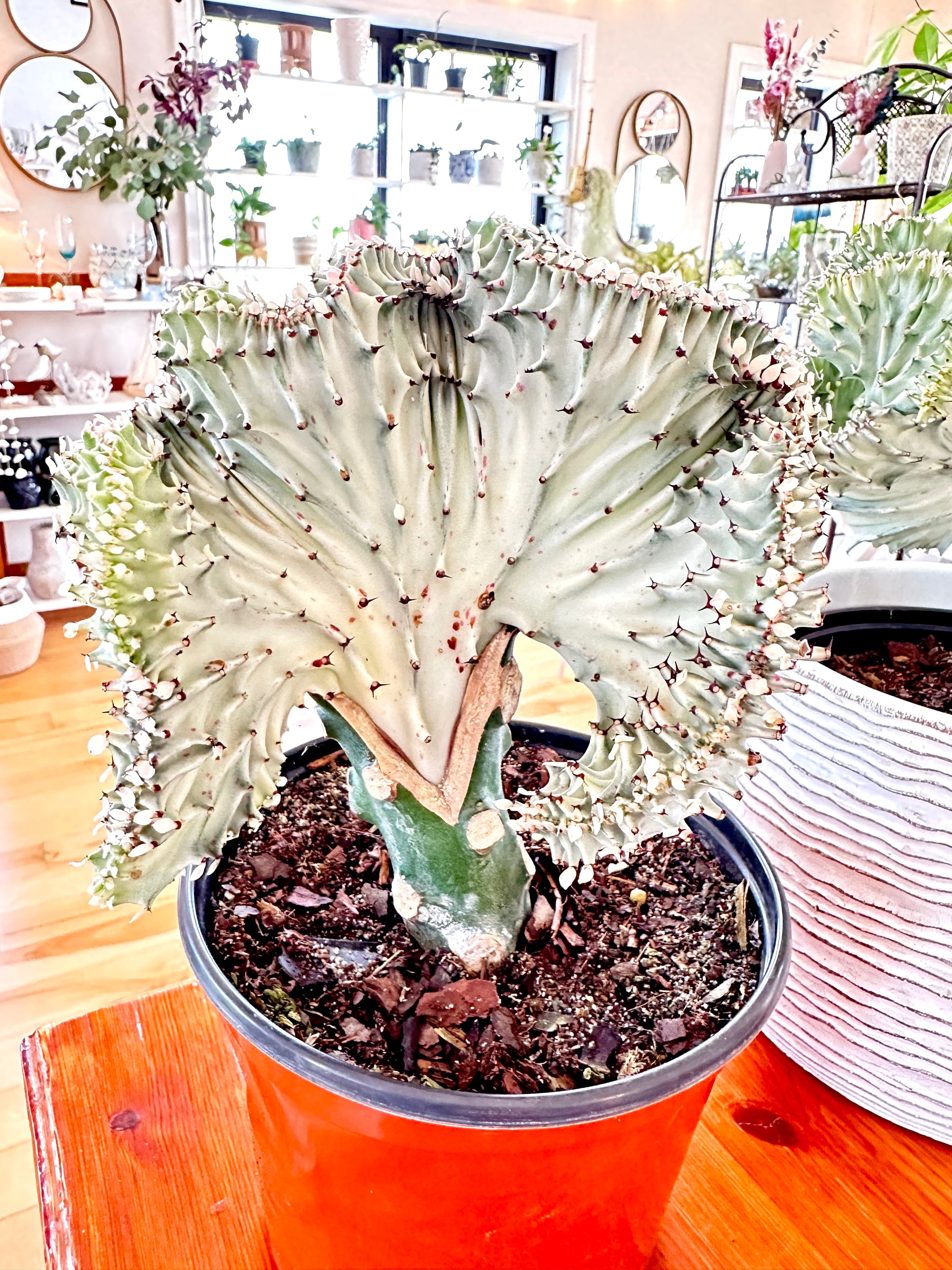 Euphorbia lactea 'Cristata' (Grafted)