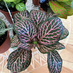 Fittonia 3"