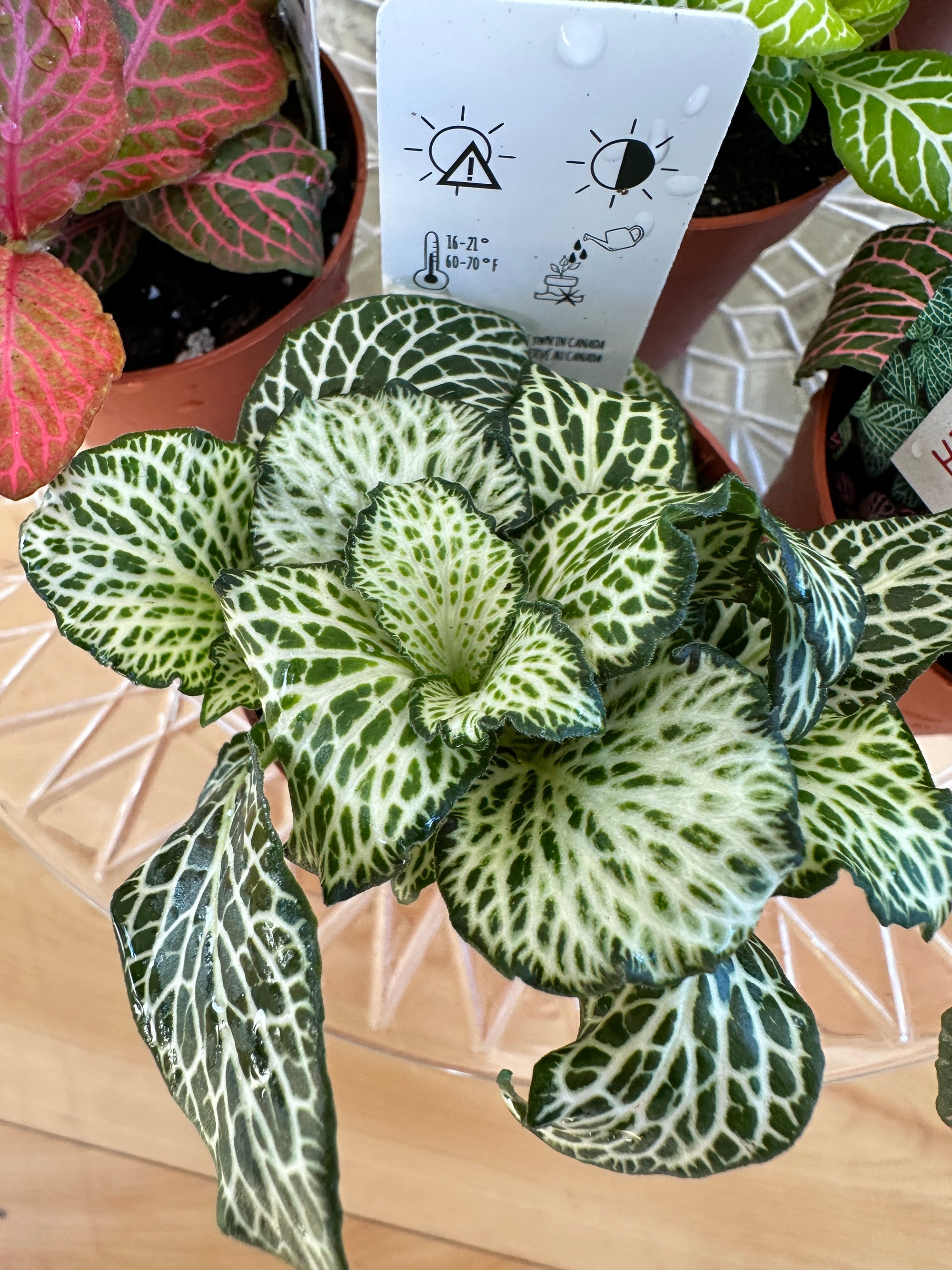 Fittonia 3"