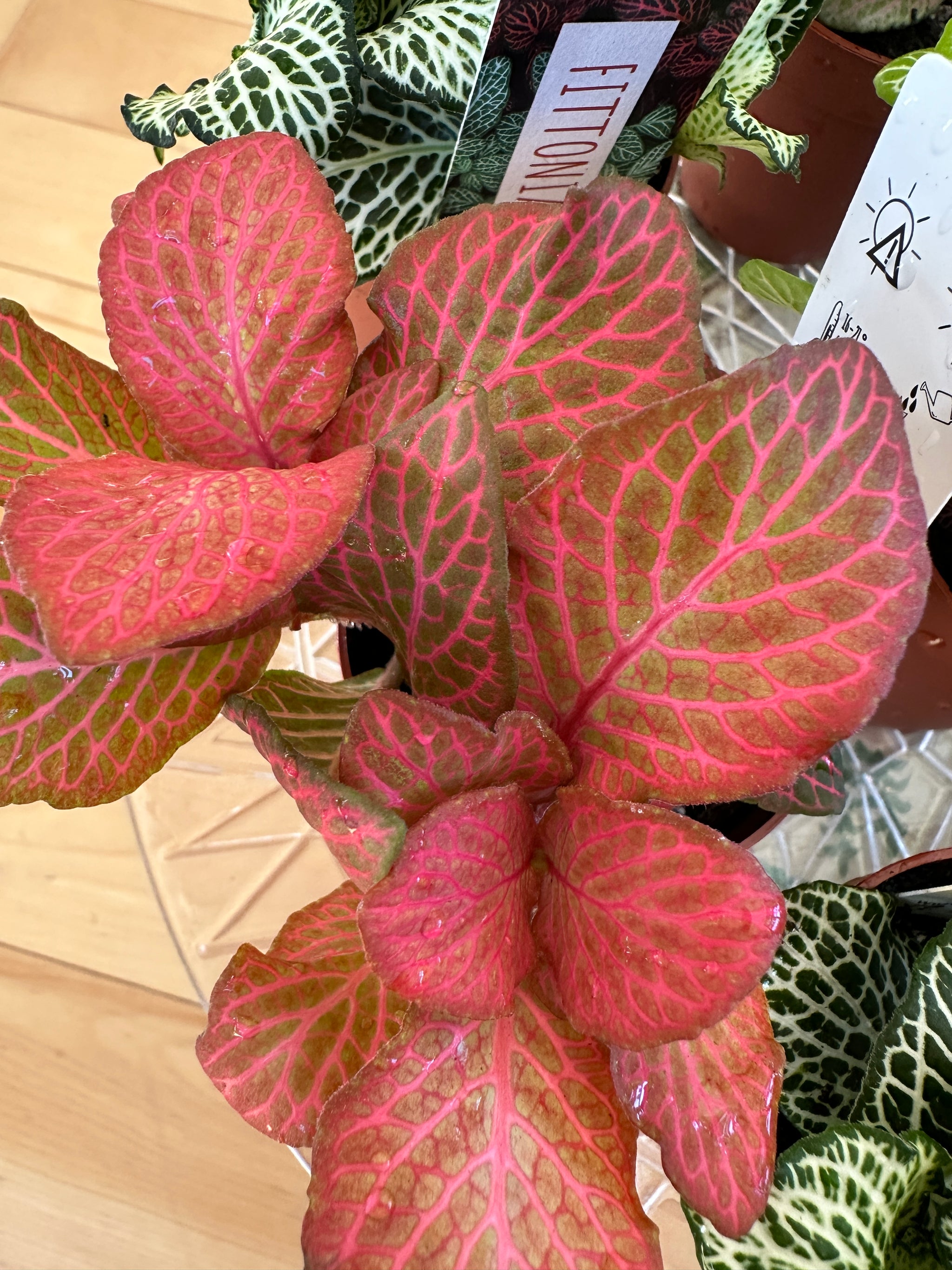 Fittonia 3"