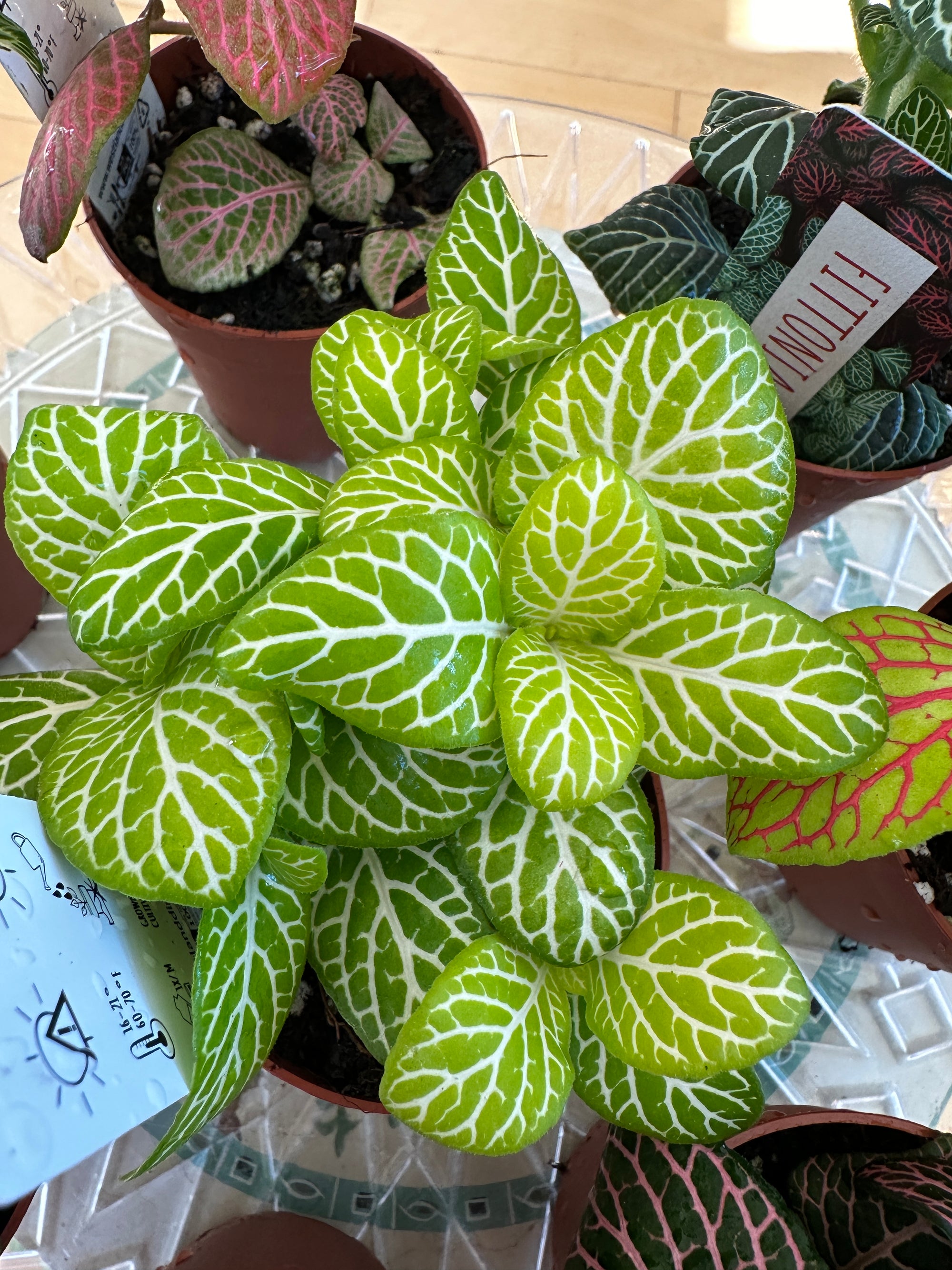 Fittonia 3"