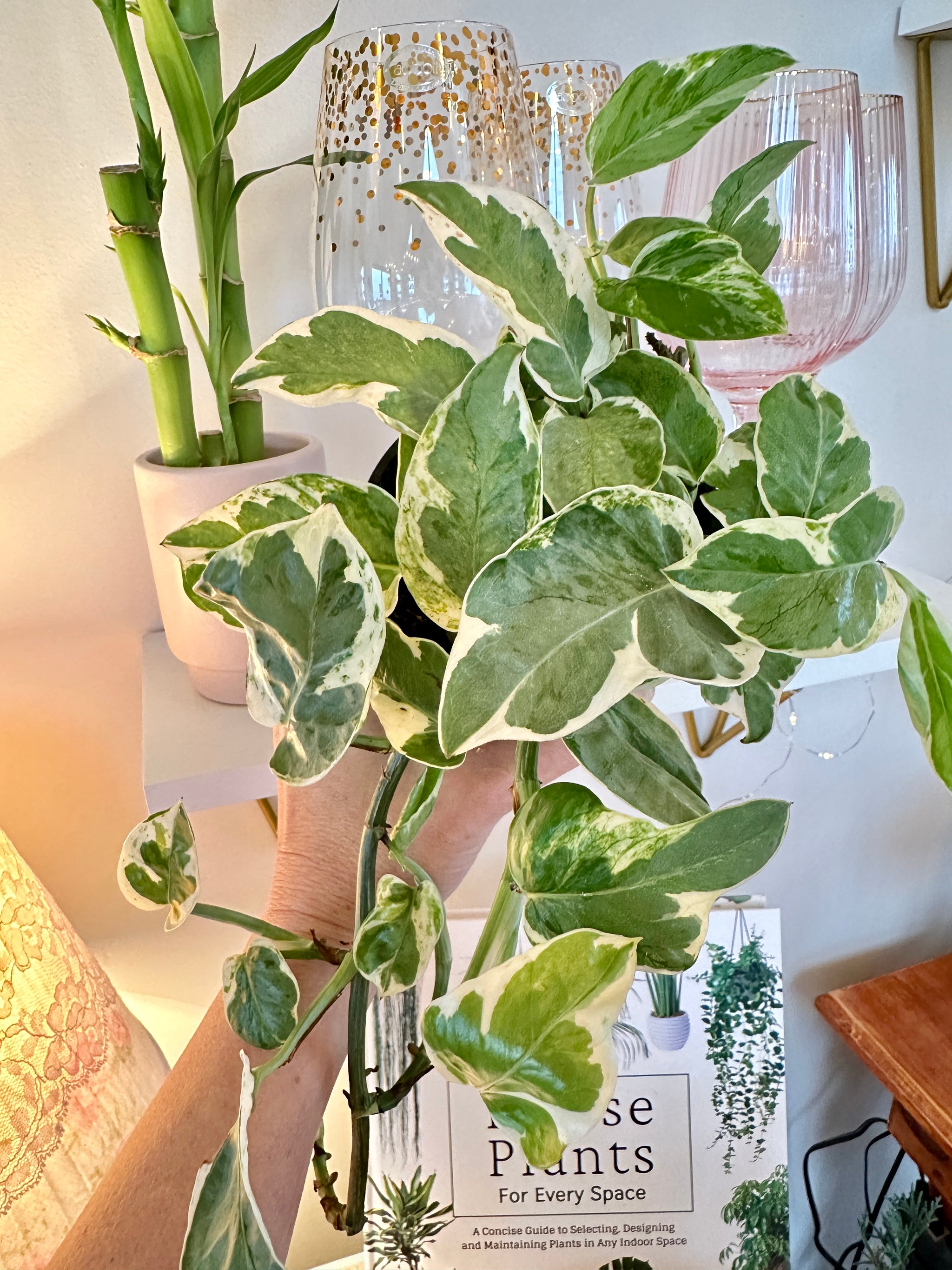 Epipremnum Aureum 'Pearls and Jade'