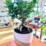 Ficus microcarpa Bonsaï