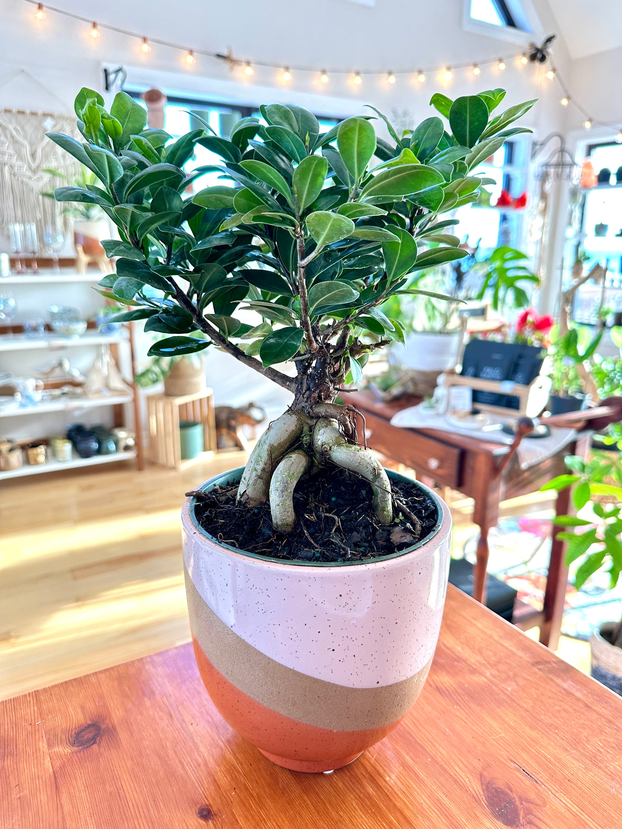 Ficus microcarpa Bonsaï