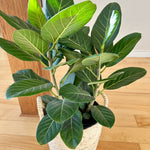 Ficus Audrey