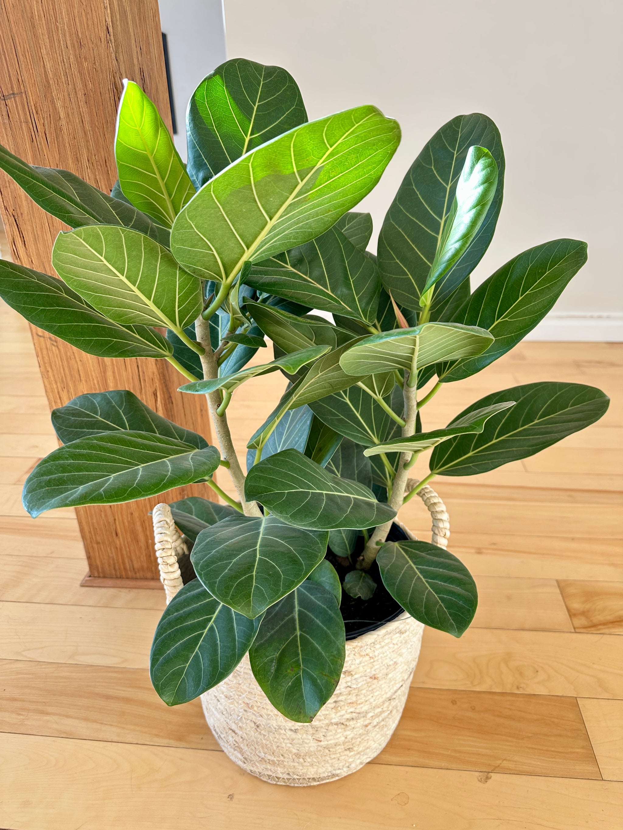 ficus audrey
