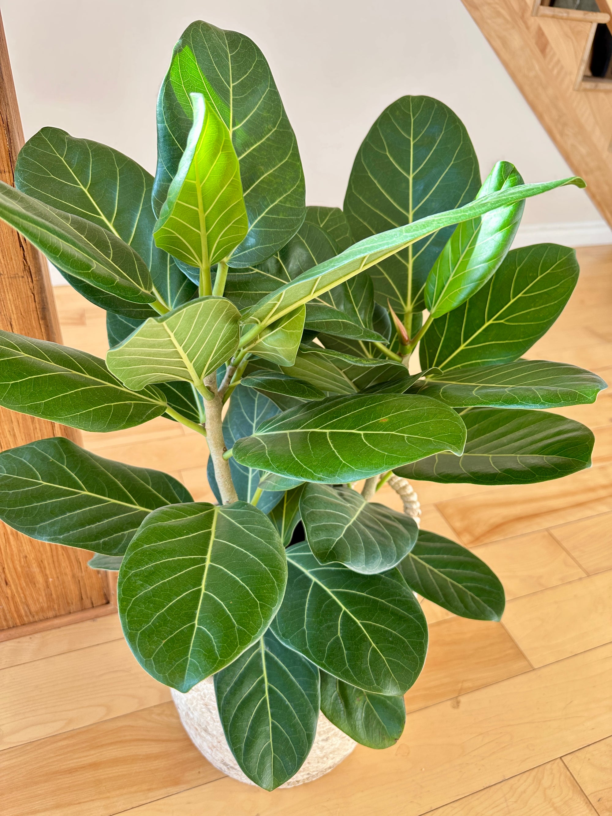 Ficus Audrey