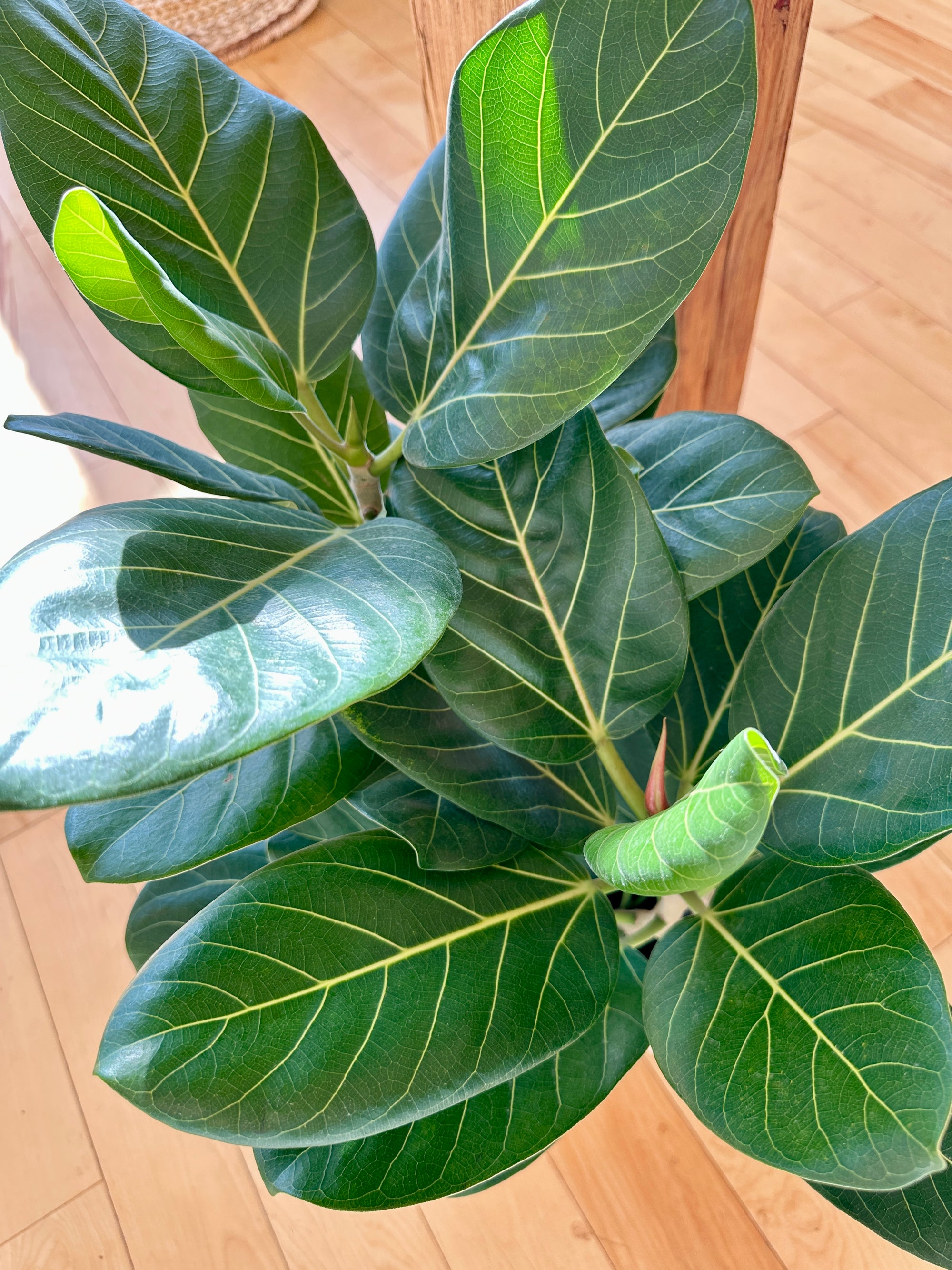 Ficus Audrey