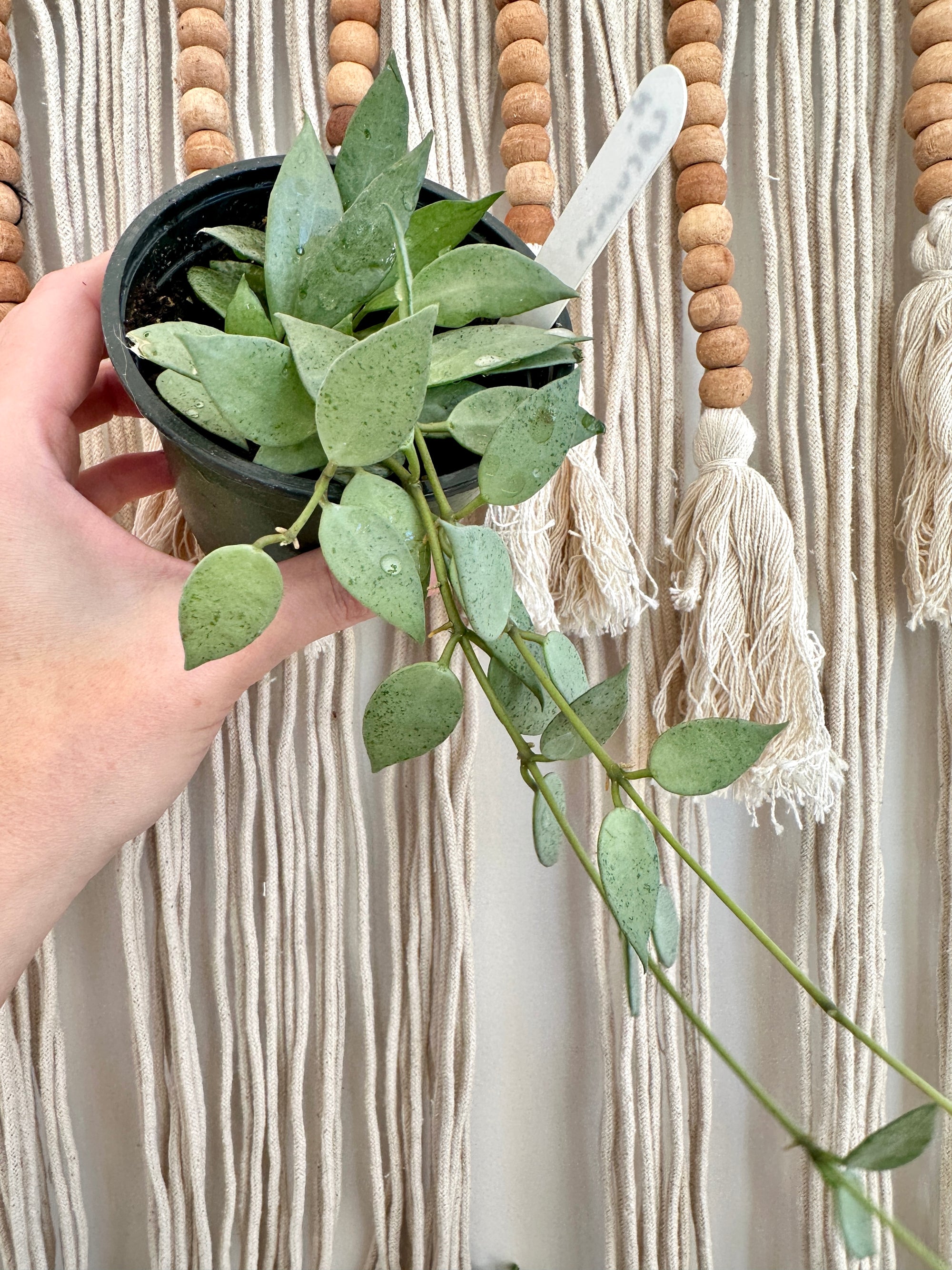 Hoya lacunosa 'Silver'