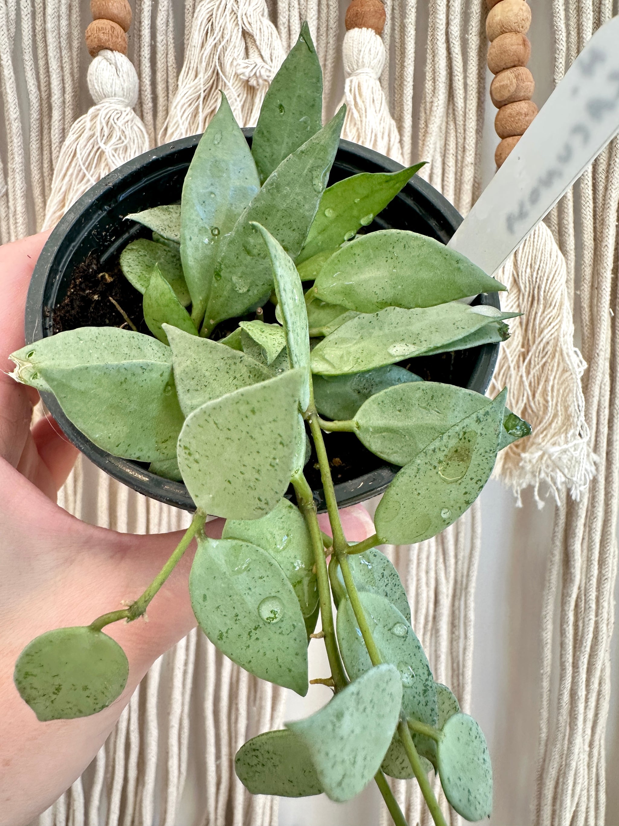 Hoya lacunosa 'Silver'