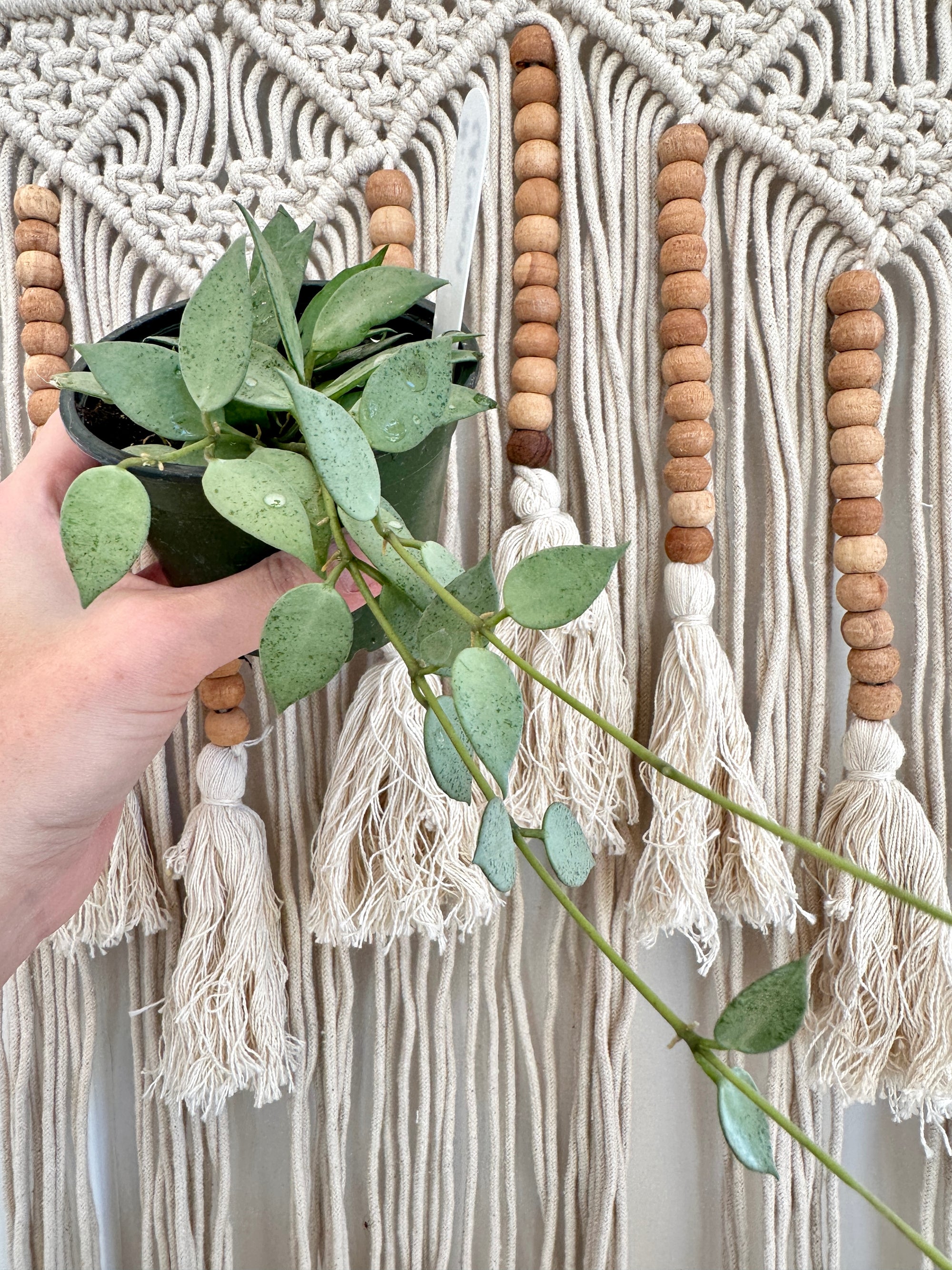 Hoya lacunosa 'Silver'