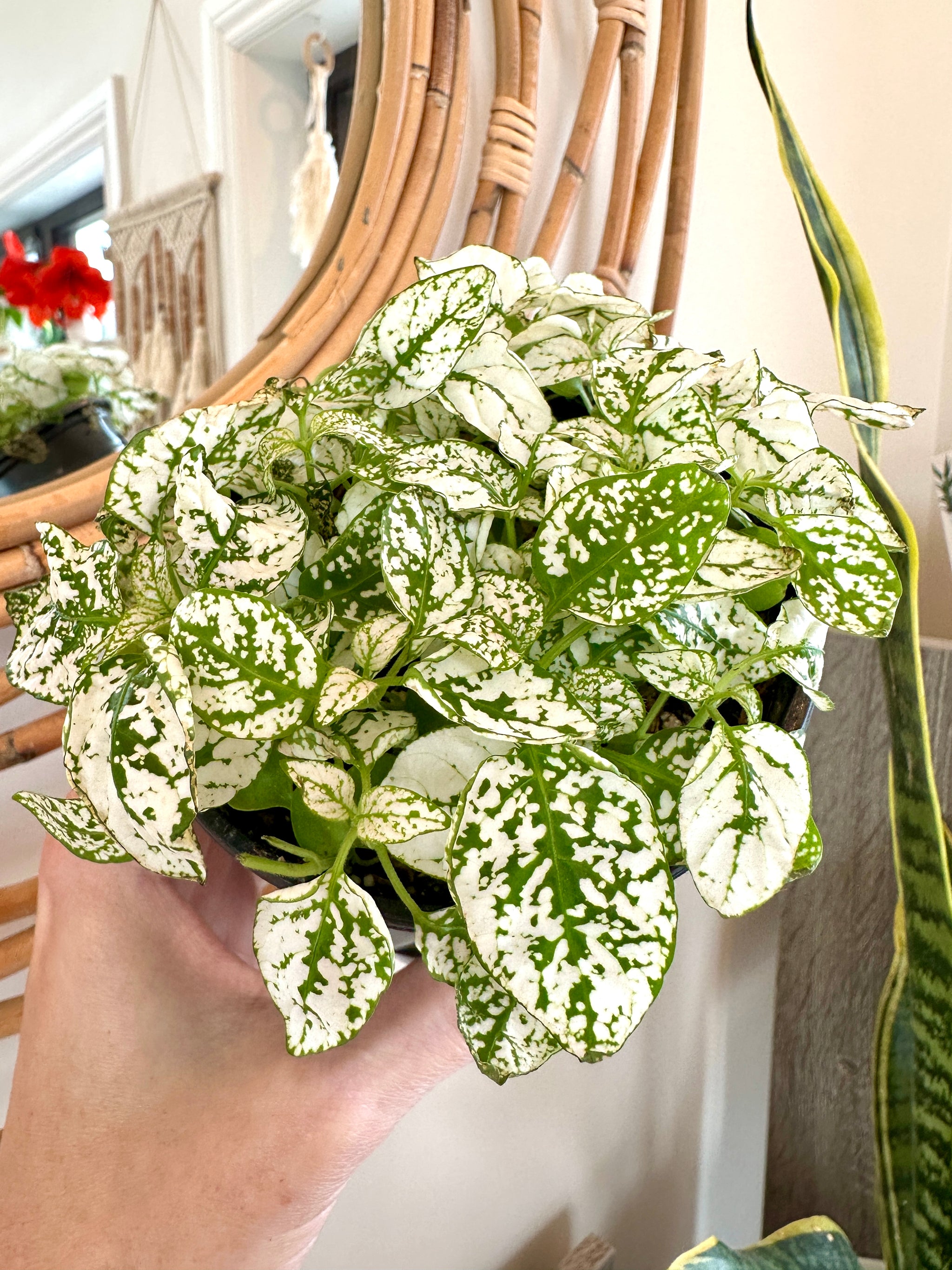 hypoestes polka dot plant