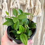 Peperomia puteolata