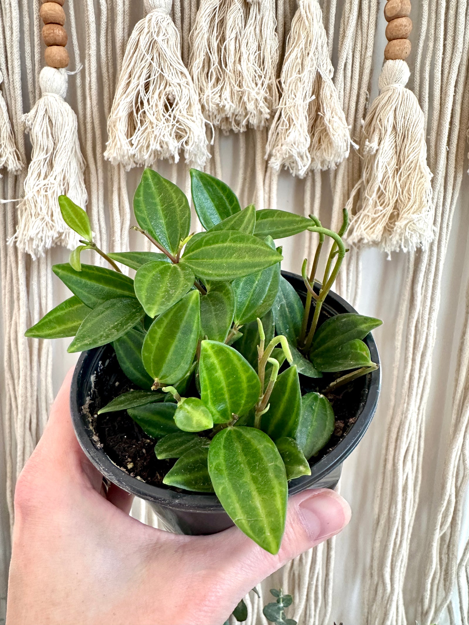 Peperomia puteolata