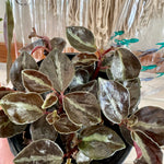 Peperomia metallica var. Columbiana