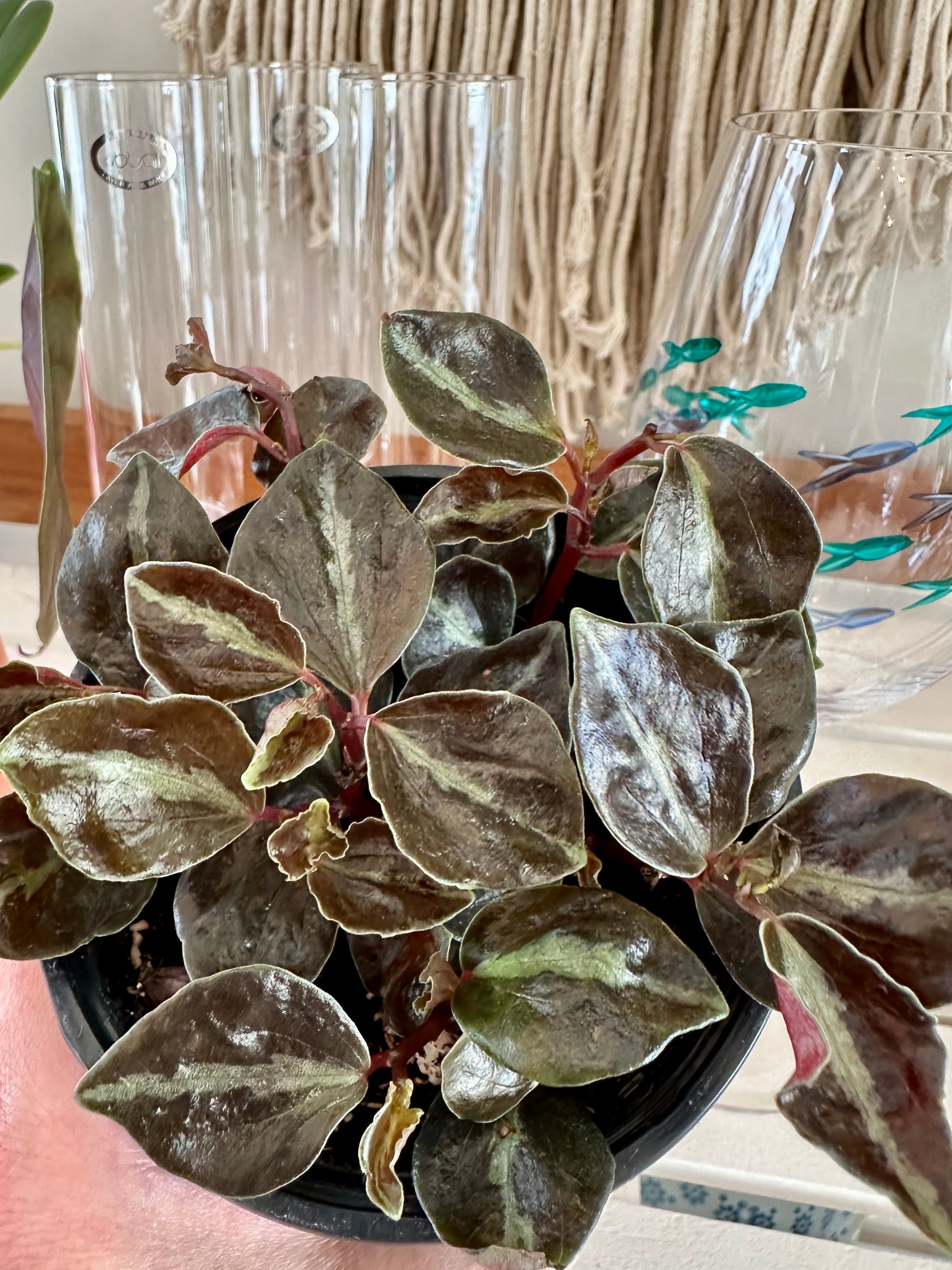 Peperomia metallica var. Columbiana