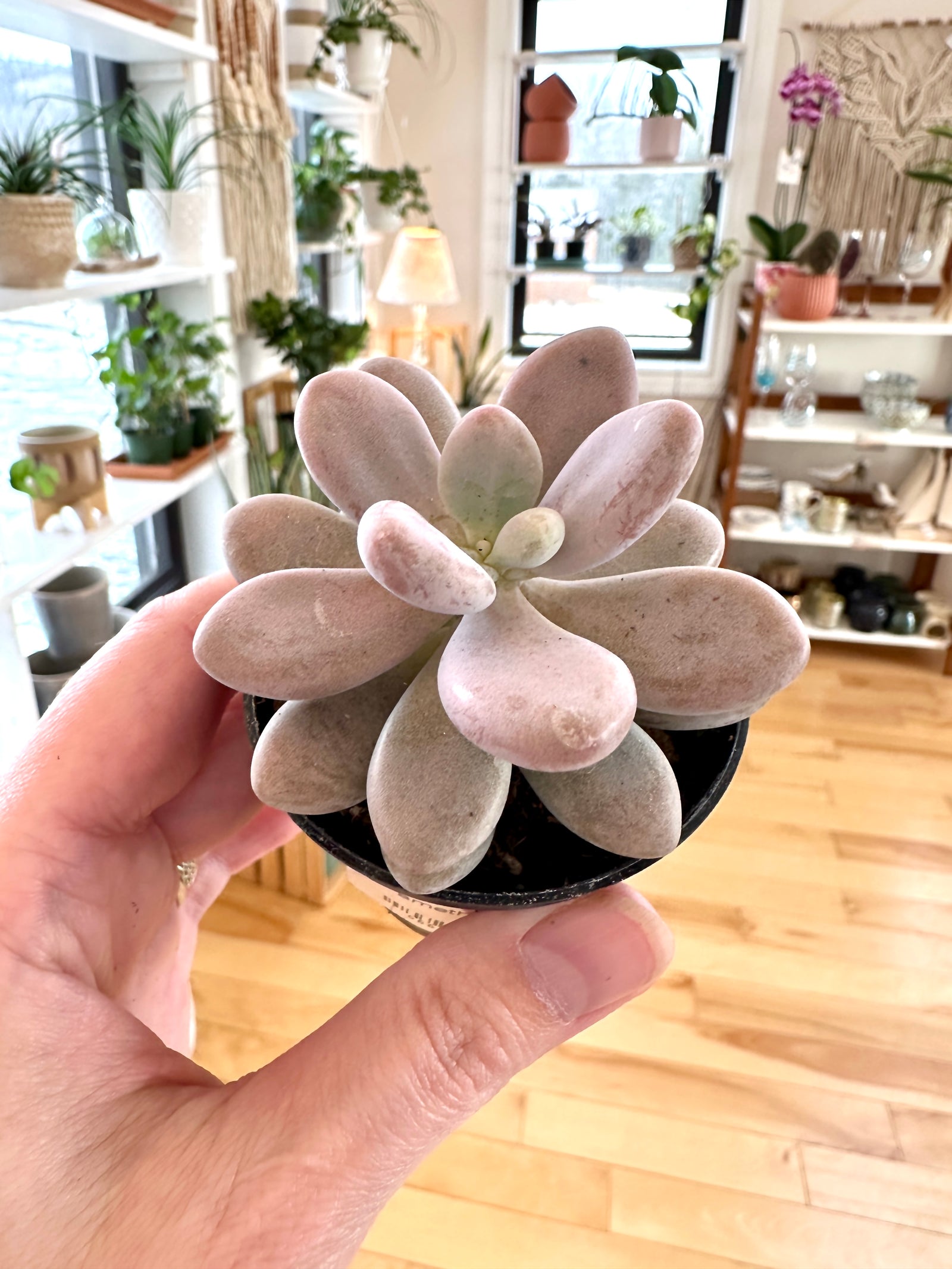 Graptopetalum amethystinum