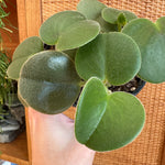 Peperomia incana