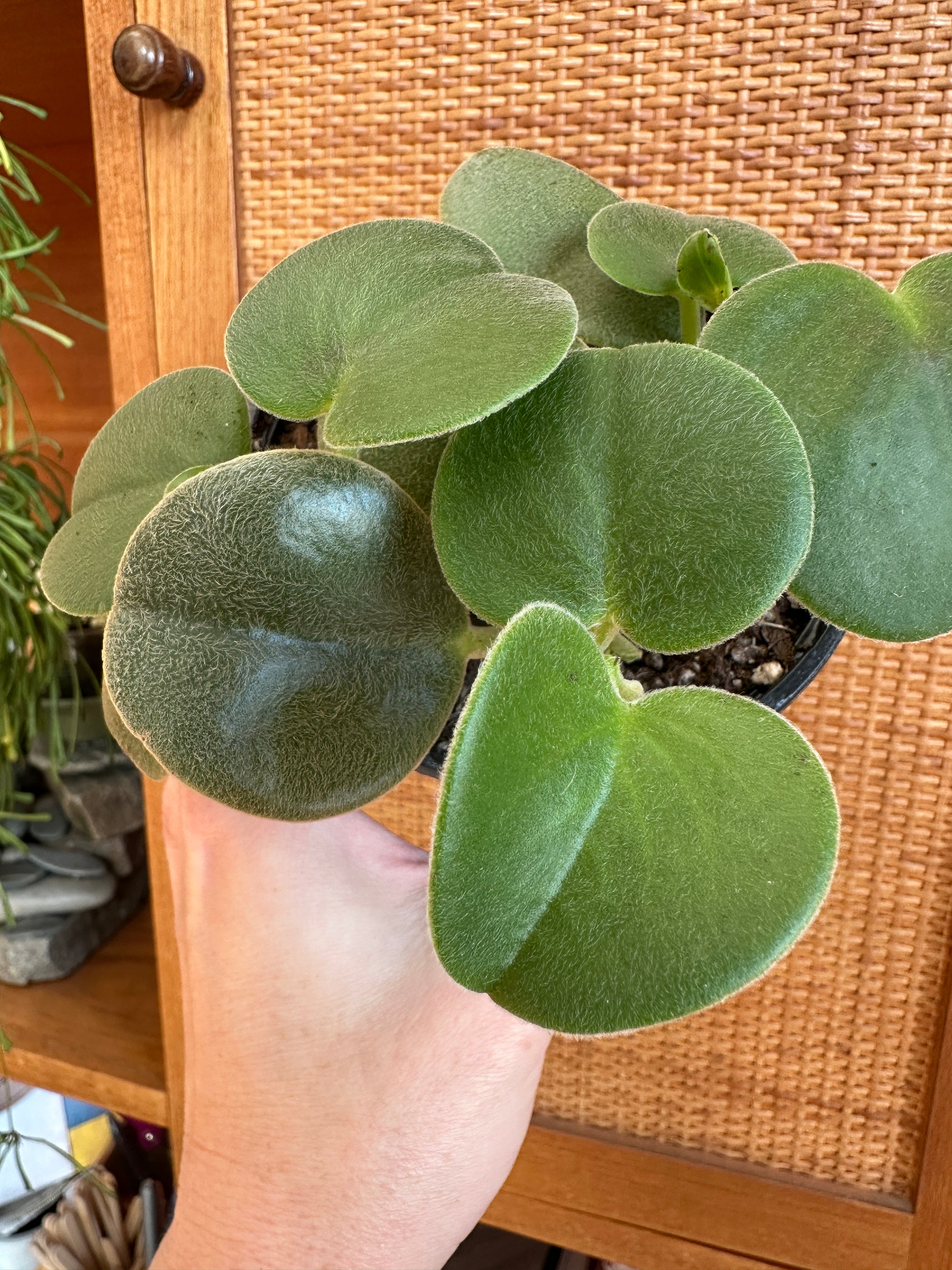 Peperomia incana