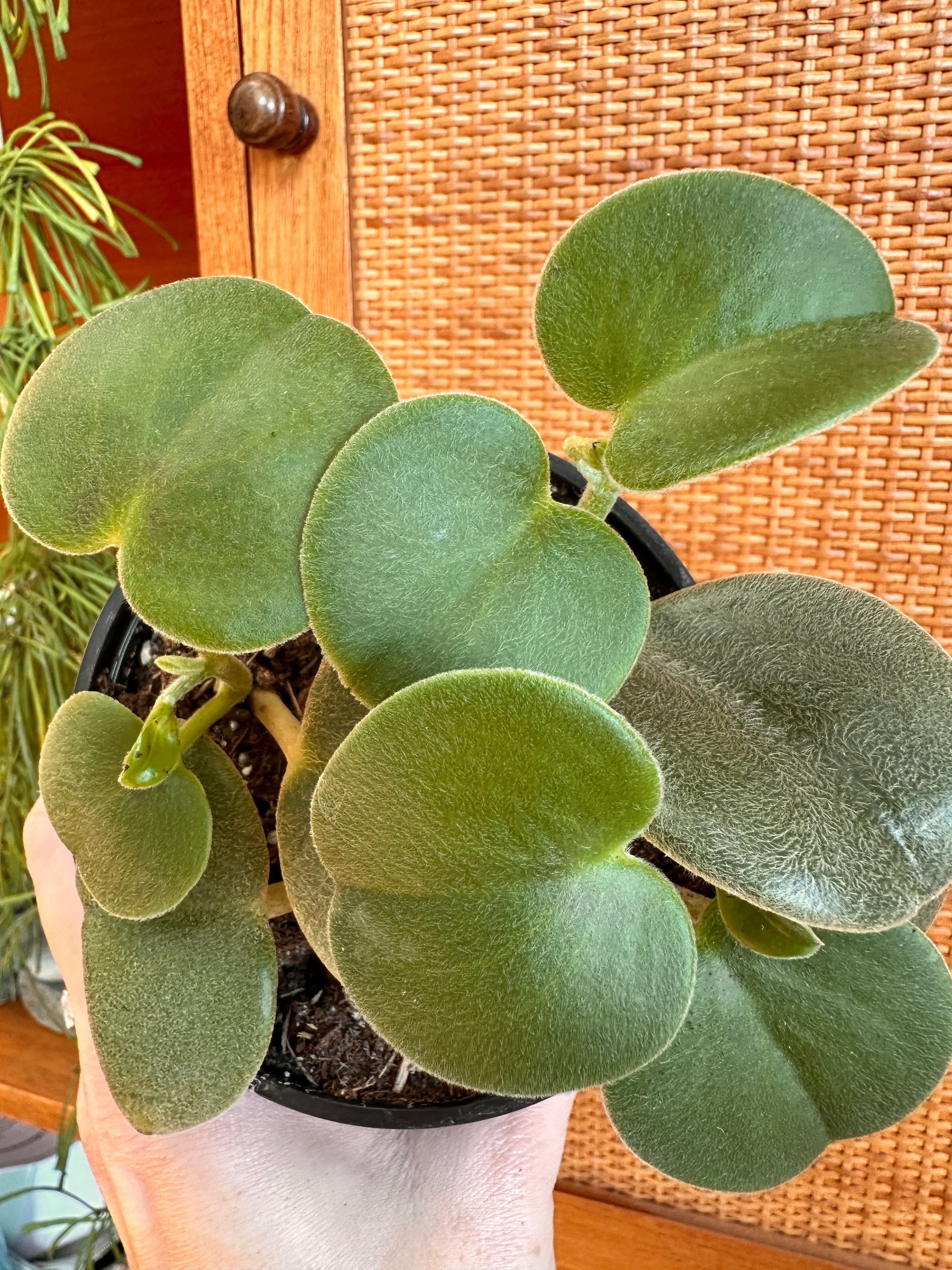 Peperomia incana