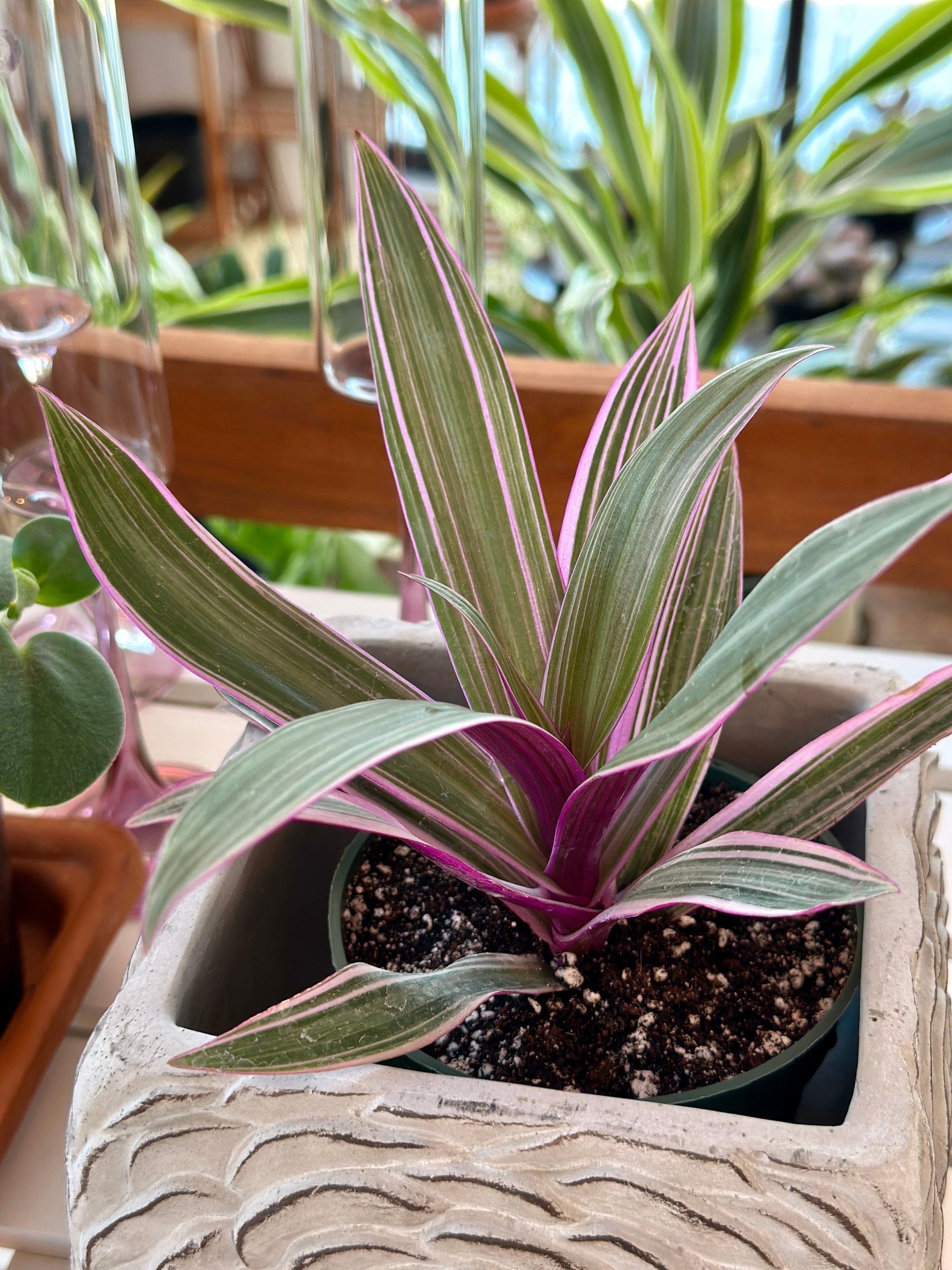 Tradescantia spathacea 'Tricolor'