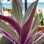 Tradescantia spathacea 'Tricolor'