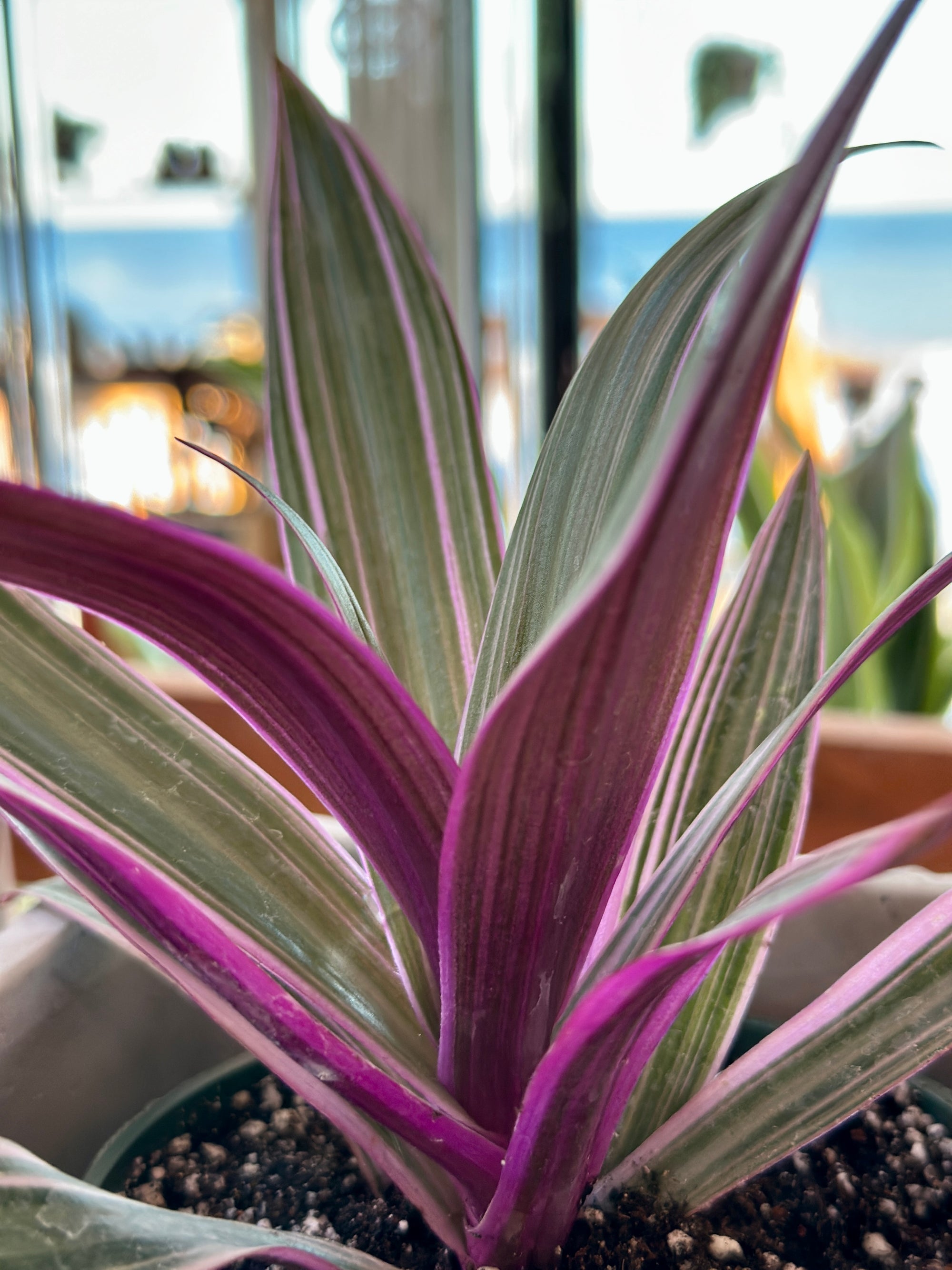 Tradescantia spathacea 'Tricolor'