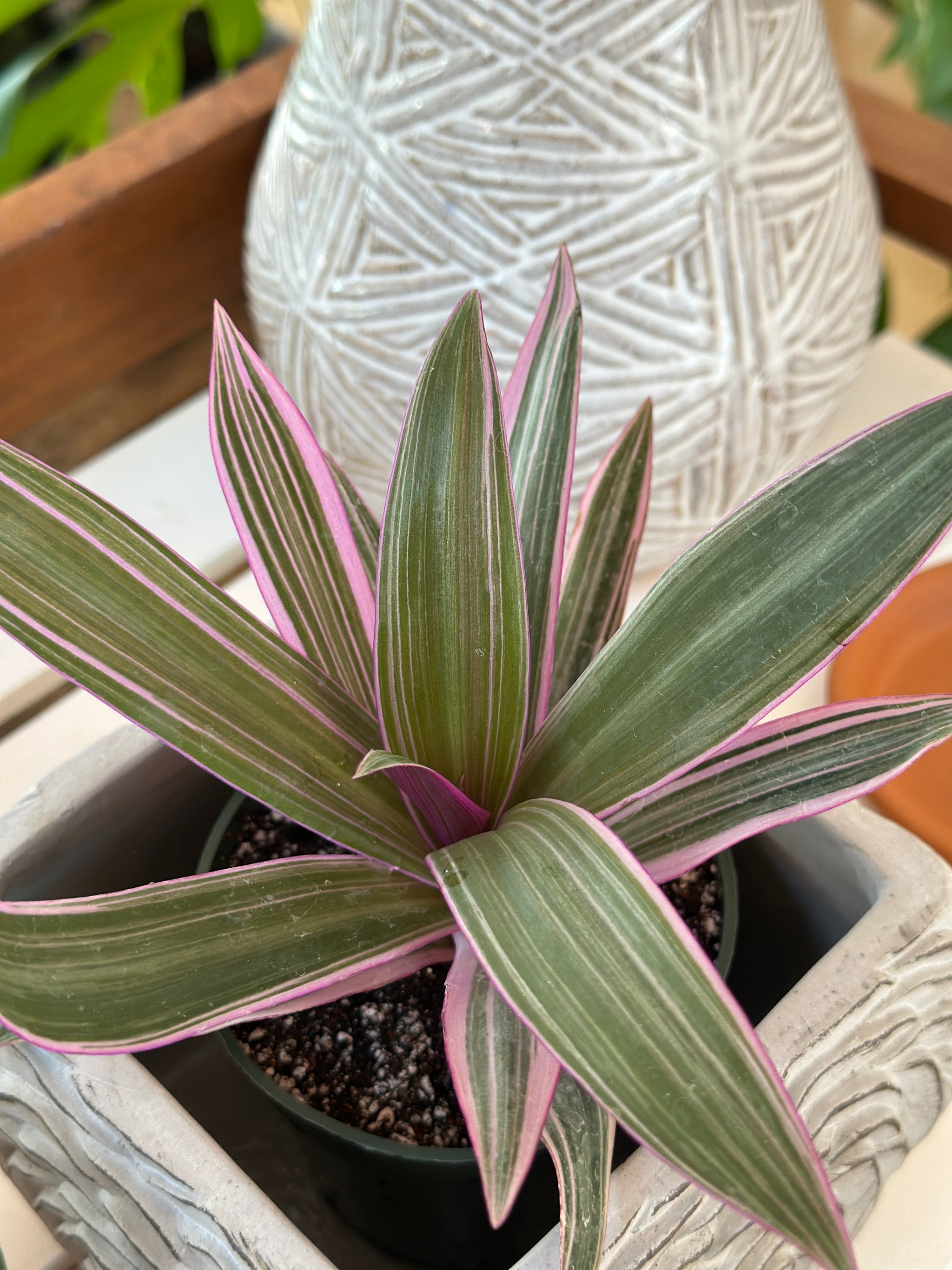 Tradescantia spathacea 'Tricolor'