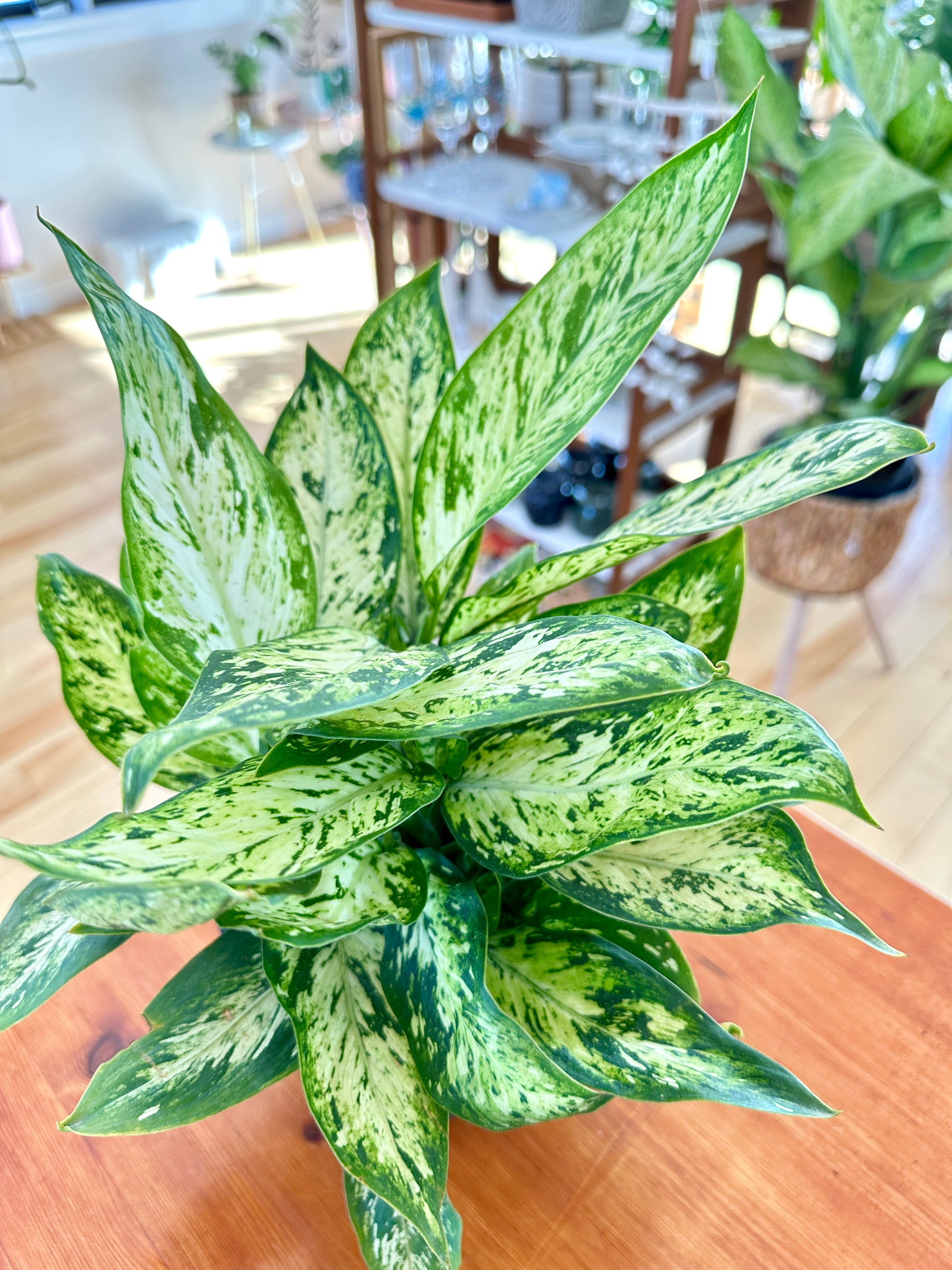 Dieffenbachia Vesuvius