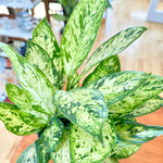 Dieffenbachia Vesuvius